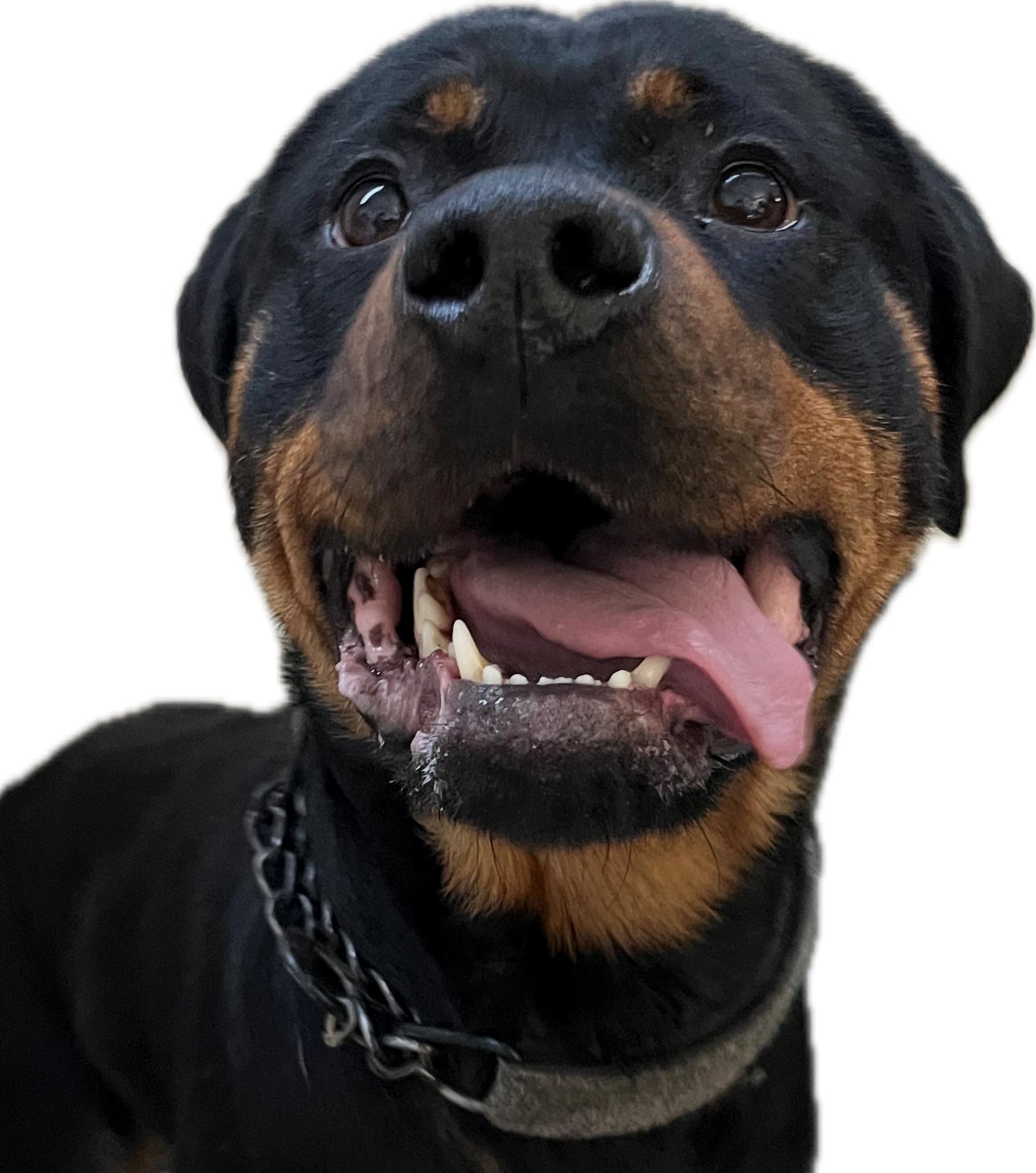 Bonnie, Adoptable, Adult Female Rottweiler.