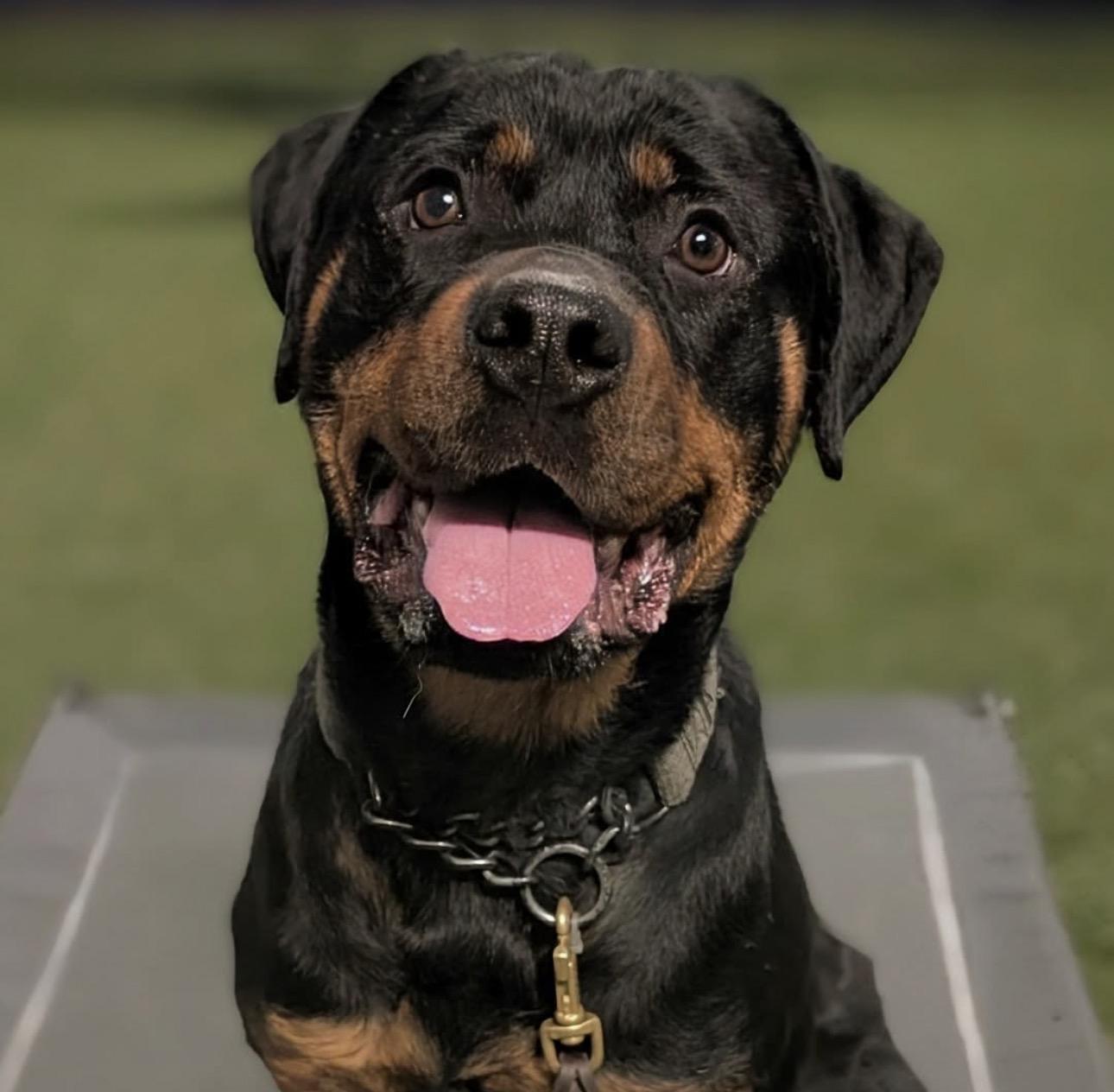 Enlarge Bonnie, a Adoptable Rottweiler in Snoqualmie, WA image 2/2