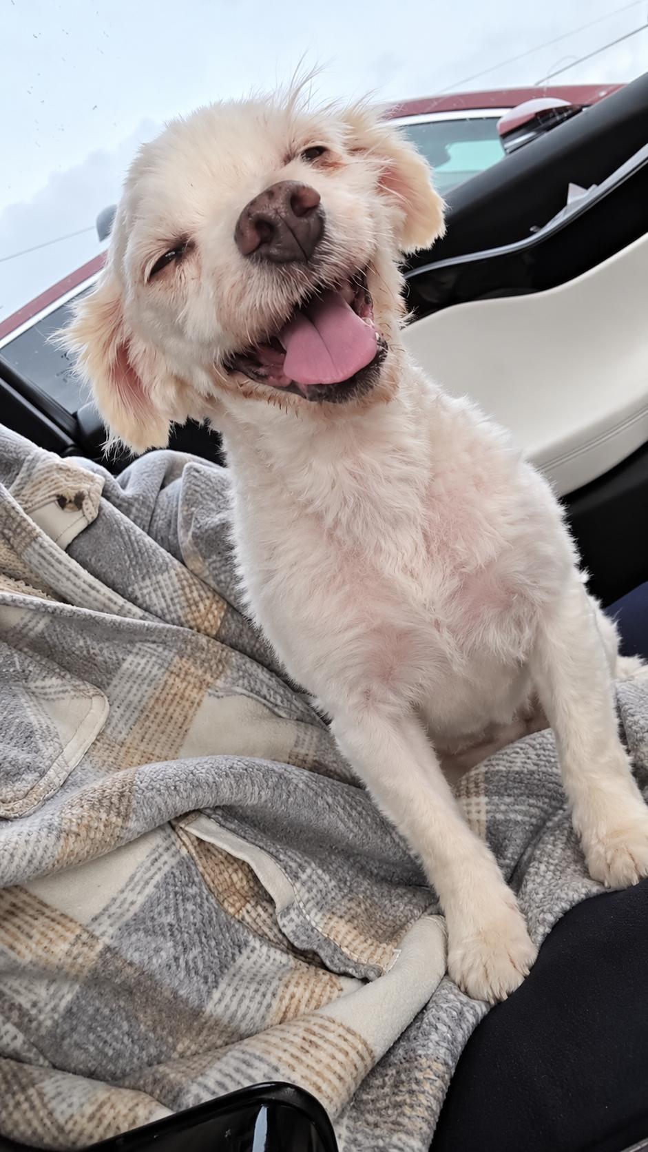 Enlarge Gummy Bear, a Adoptable Maltese in Ione, CA image 2/2