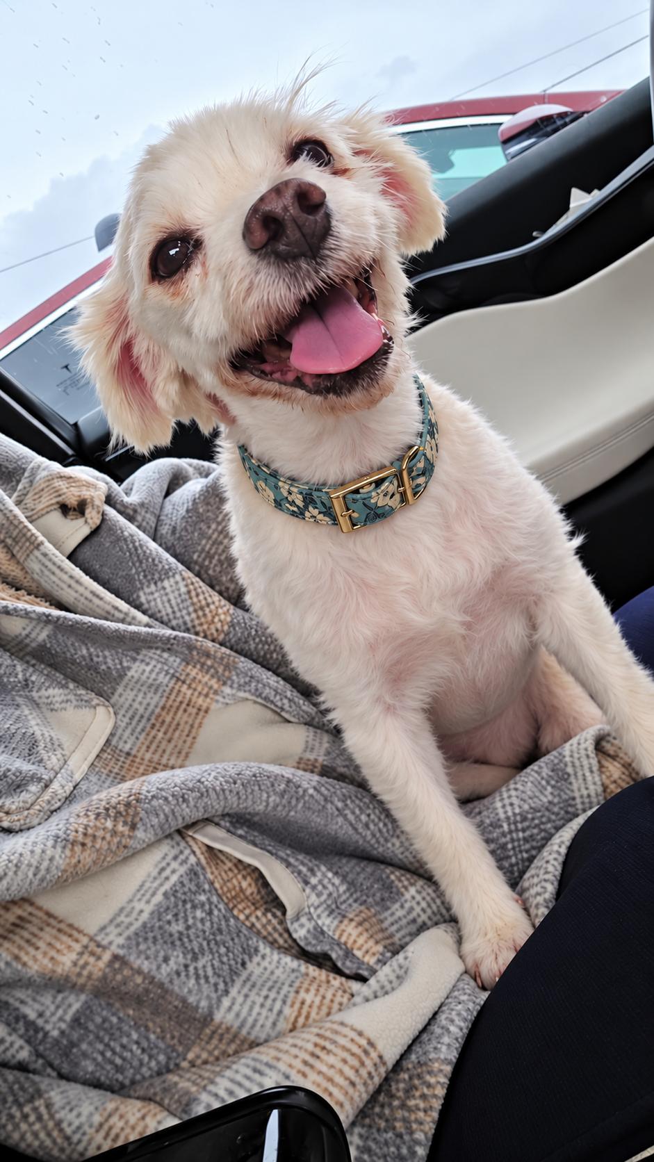 Enlarge Gummy Bear, a Adoptable Maltese in Ione, CA image 1/2