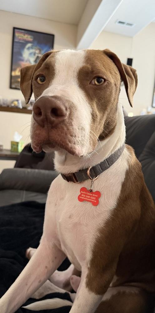 Enlarge Dodger, a Adoptable mixed breed in Colorado Springs, CO image 2/5