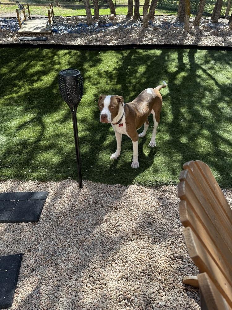 Enlarge Dodger, a Adoptable mixed breed in Colorado Springs, CO image 3/5