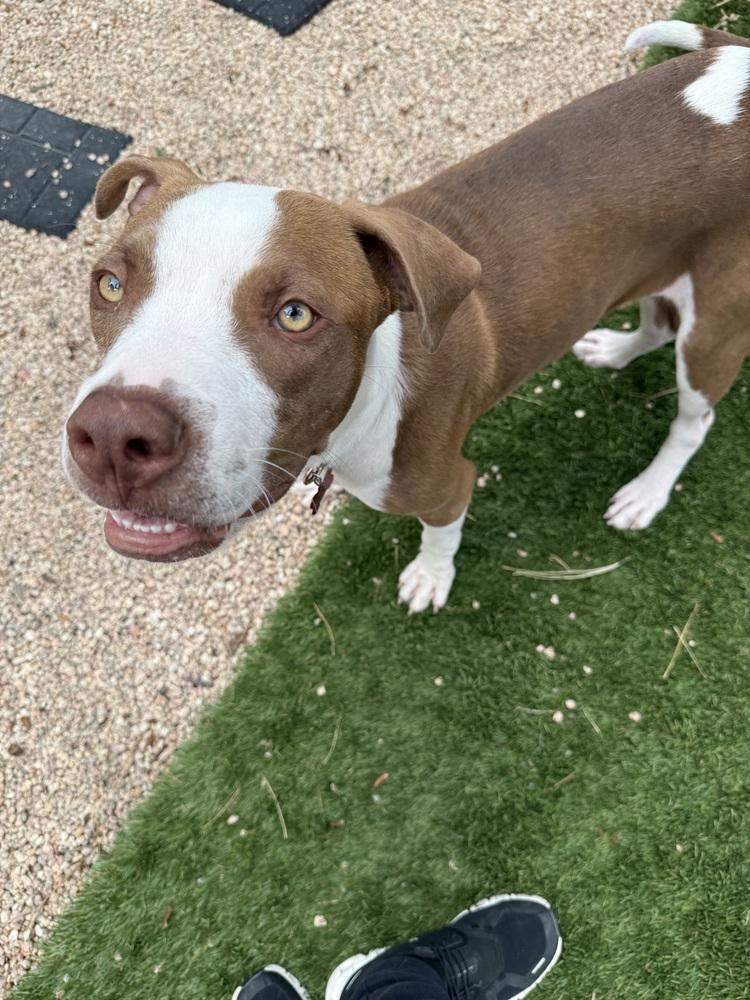 Enlarge Dodger, a Adoptable mixed breed in Colorado Springs, CO image 4/5