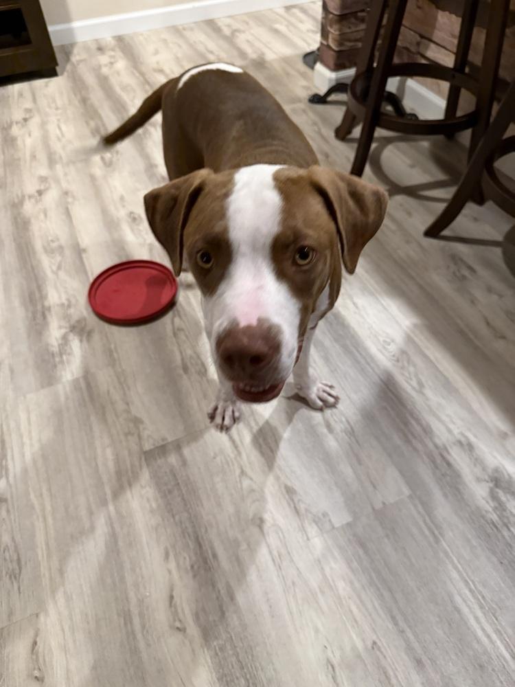 Enlarge Dodger, a Adoptable mixed breed in Colorado Springs, CO image 5/5