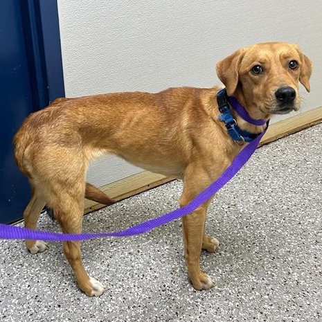 Penny, a ADOPTABLE Mixed Breed in Defuniak Springs, FL image 1/2