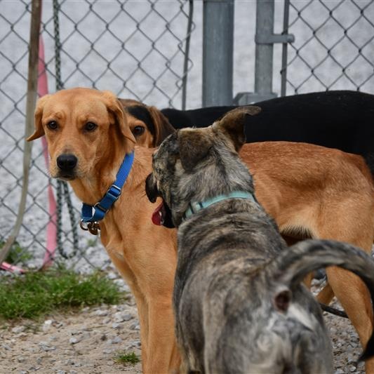 Penny, a ADOPTABLE Mixed Breed in Defuniak Springs, FL image 2/2