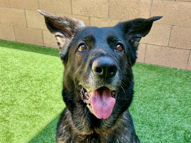 Enlarge SANDY, a Adoptable mixed breed in Moreno Valley, CA image 1/1