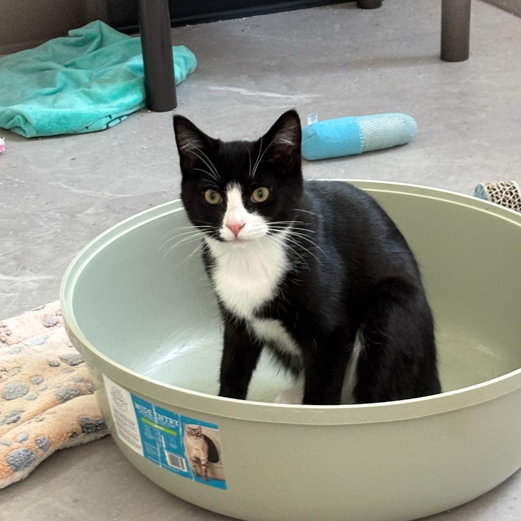 Nebbiolo, Adoptable, Kitten Male Domestic Short Hair.