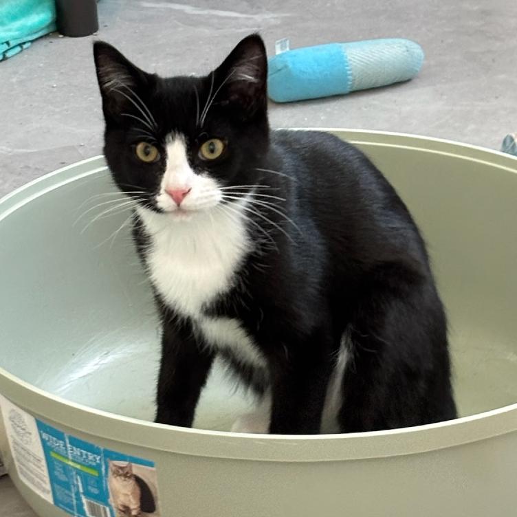 Nebbiolo, Adoptable, Young Male Domestic Short Hair.
