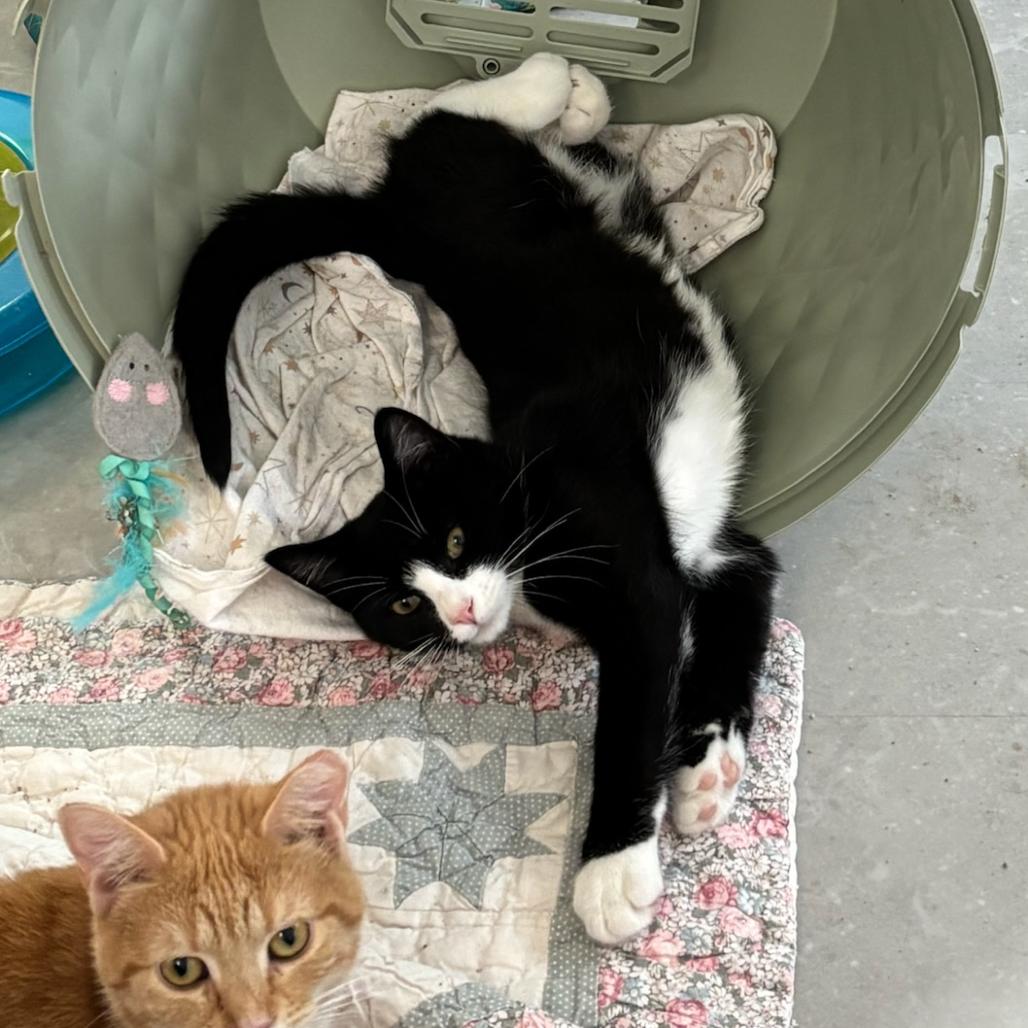 Enlarge Nebbiolo, a Adoptable Domestic Short Hair in Hopewell, VA image 2/2