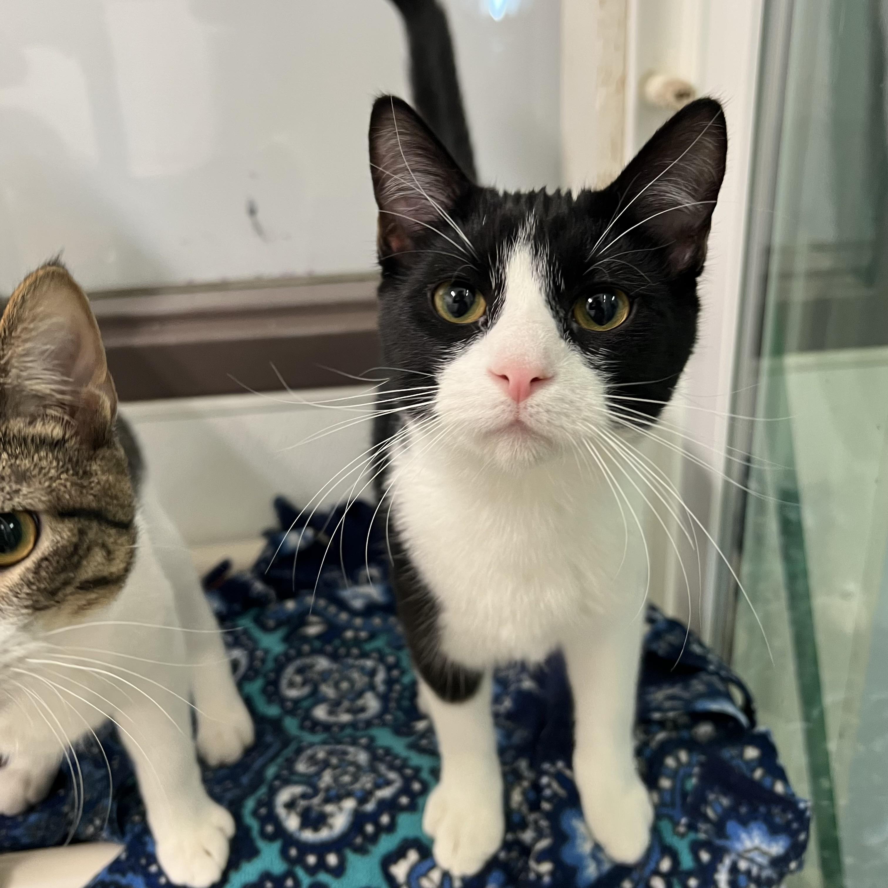 North Star, Adoptable, Young Male Domestic Short Hair.