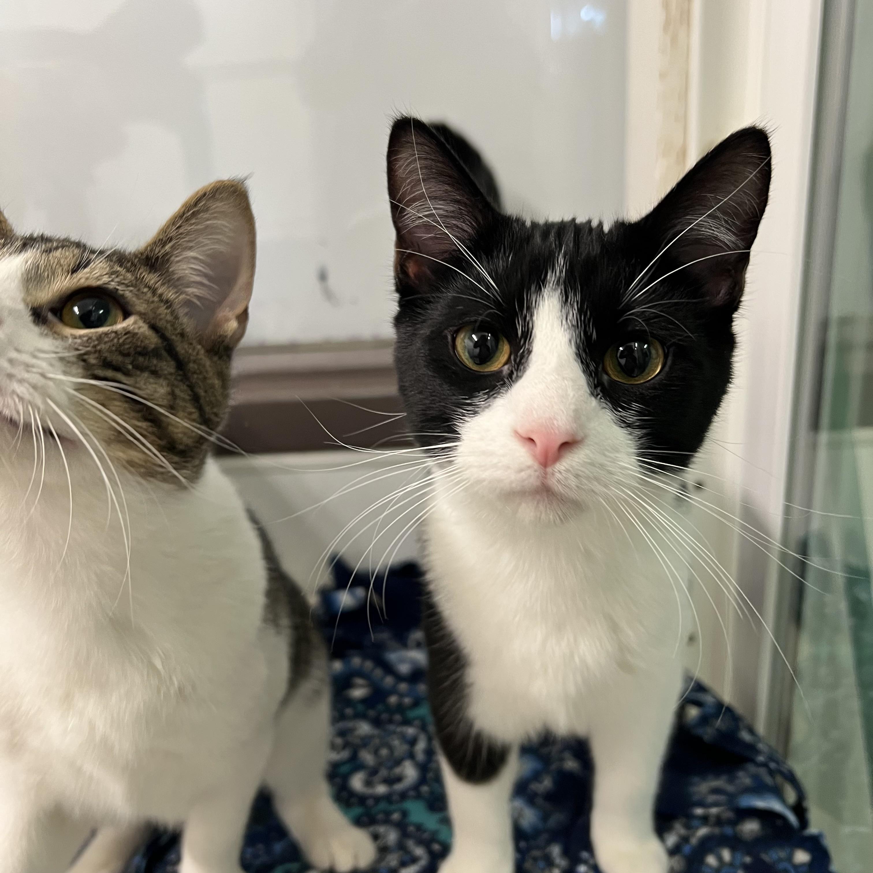 North Star, a Adoptable Domestic Short Hair in Fairmont, MN image 4/4