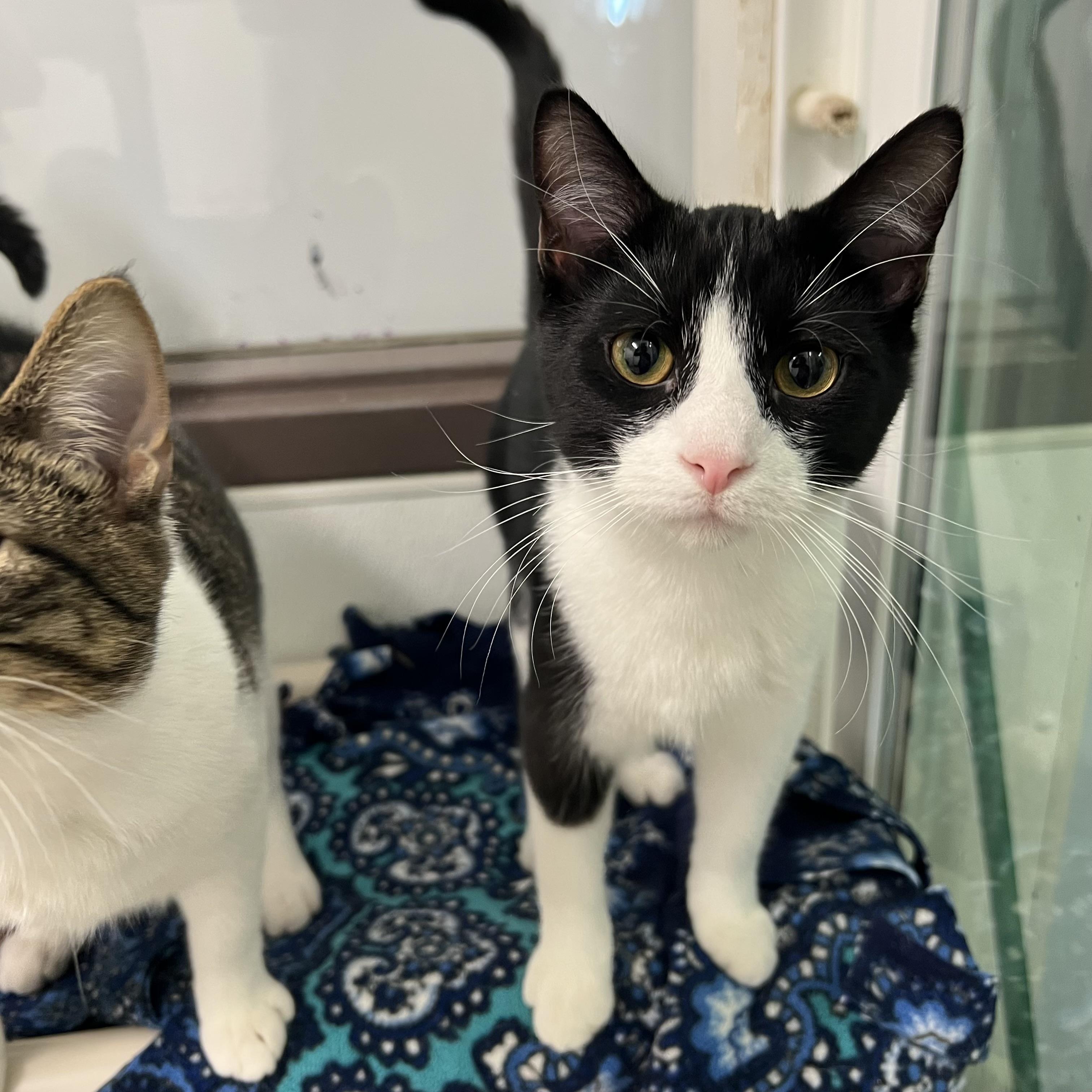 North Star, a Adoptable Domestic Short Hair in Fairmont, MN image 3/4