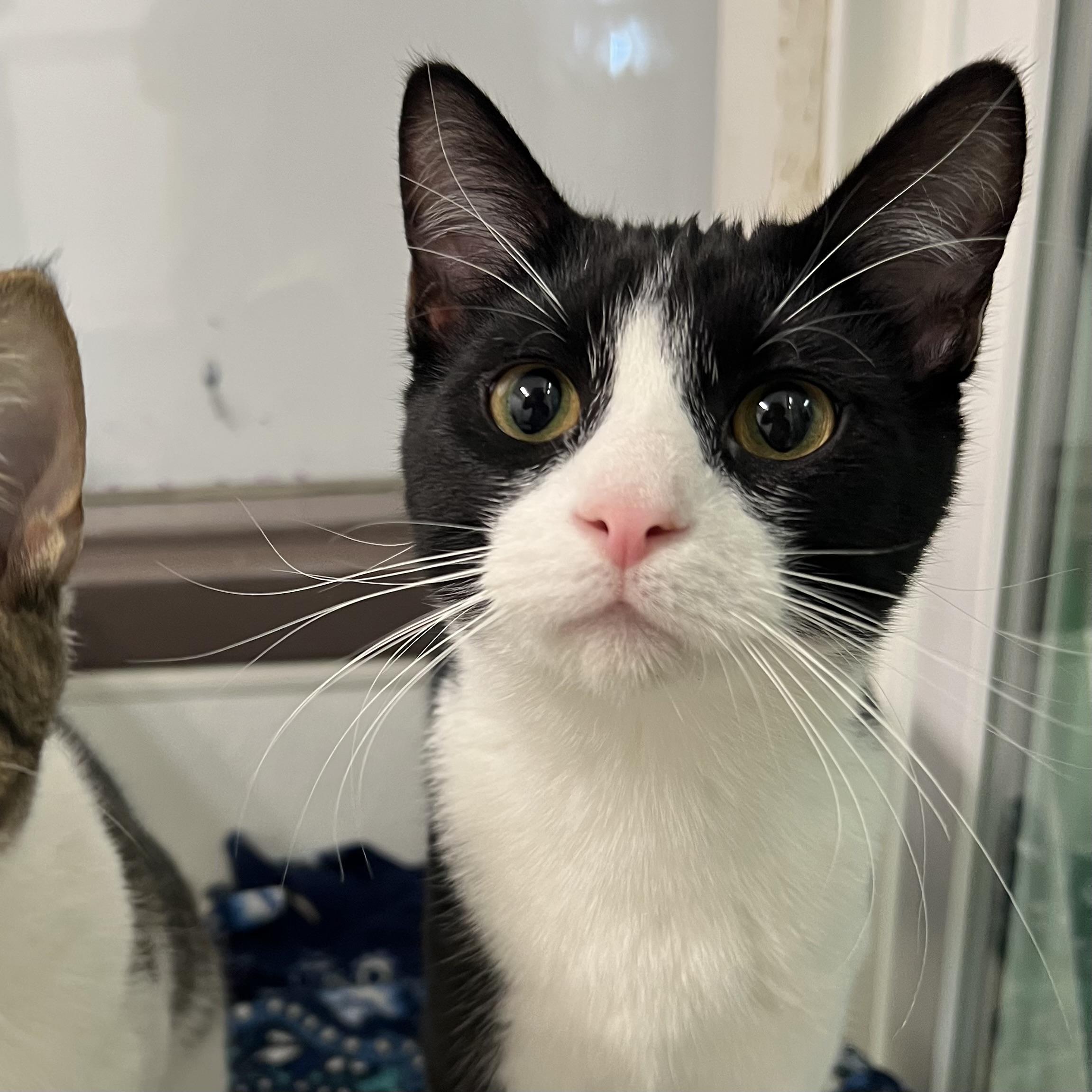 North Star, a Adoptable Domestic Short Hair in Fairmont, MN image 2/4