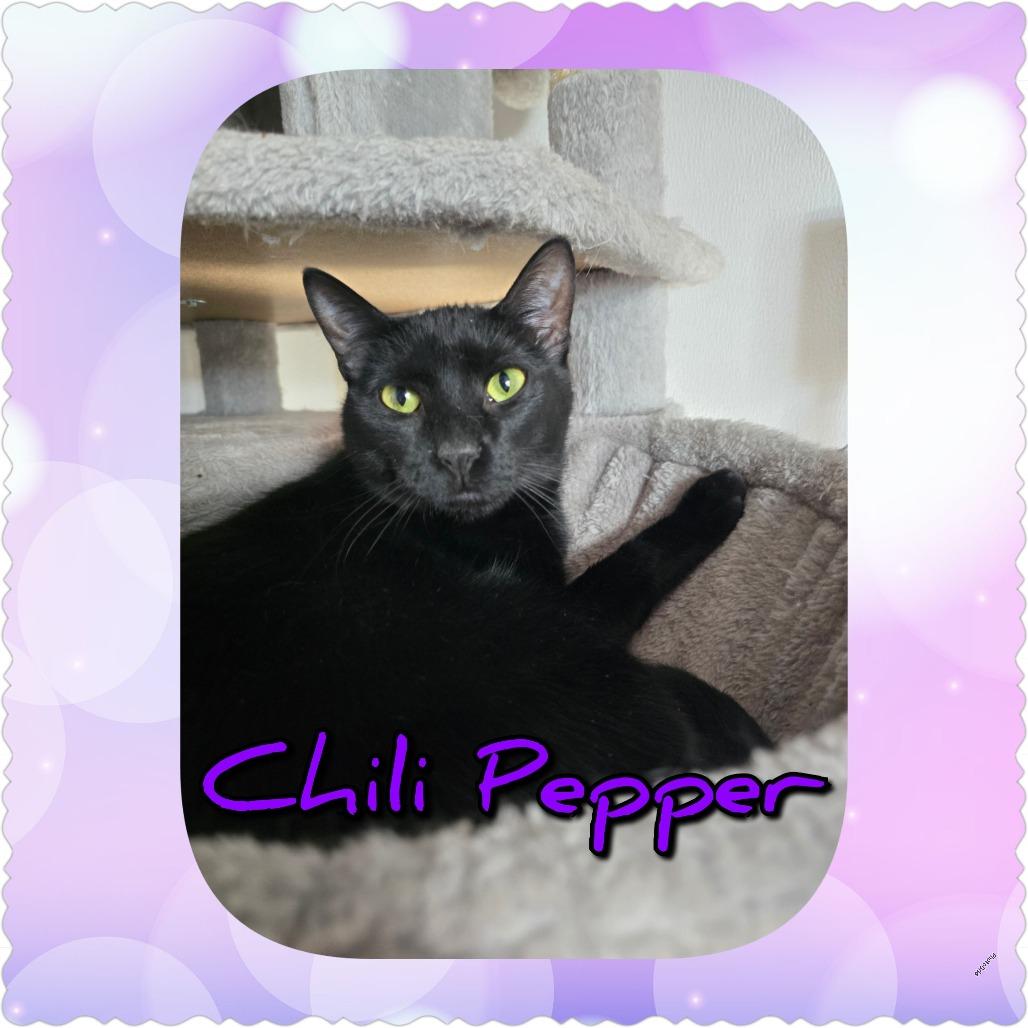 Chili Pepper, Adoptable, Young Male Domestic Short Hair.
