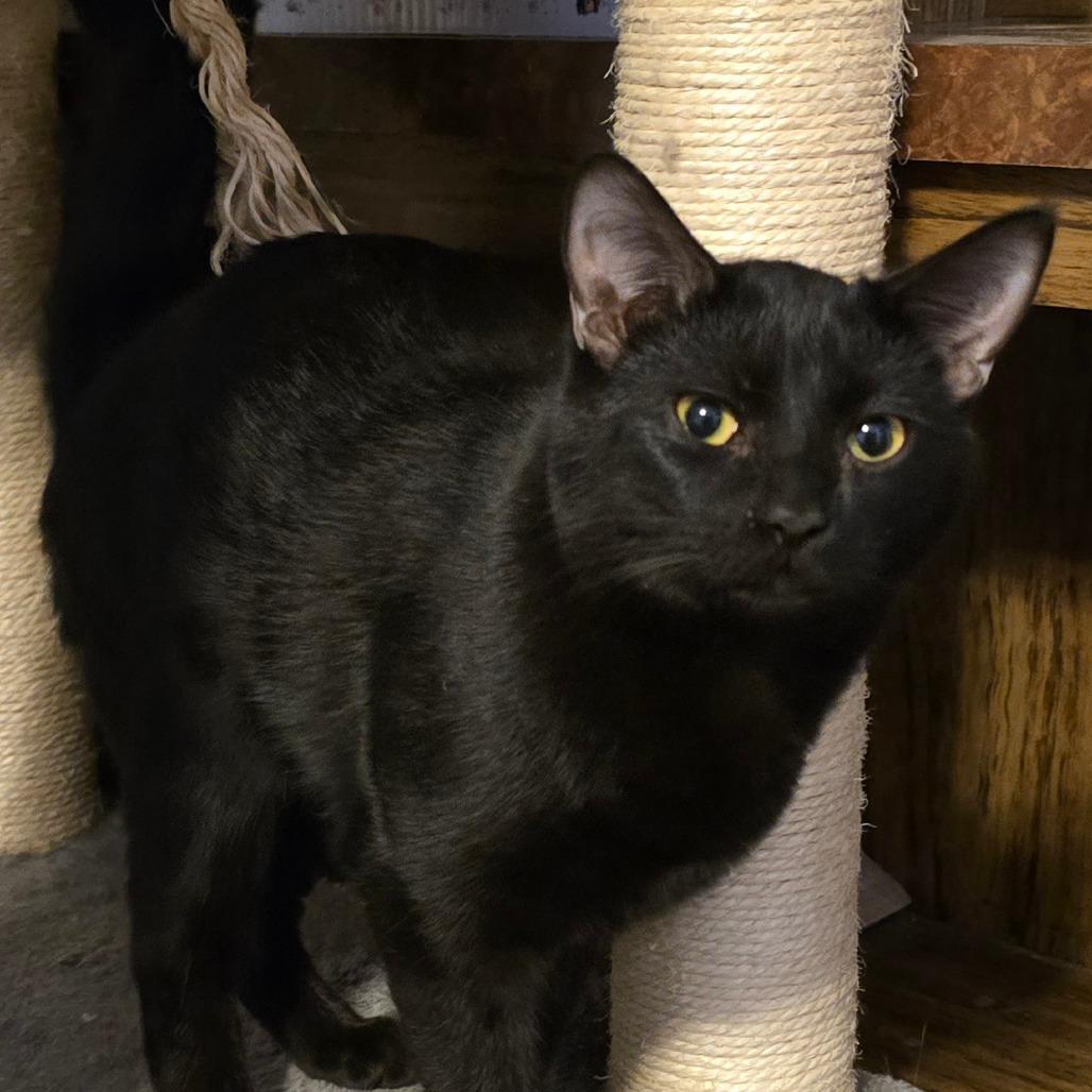 Chili Pepper, Adoptable, Young Male Domestic Short Hair.