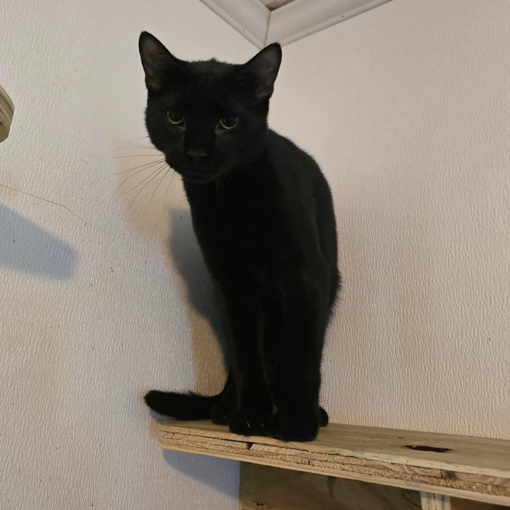 Enlarge Chili Pepper, a Adoptable Domestic Short Hair in Hanna City, IL image 2/2