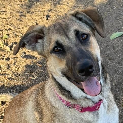 Enlarge PARIS, a Adoptable mixed breed in Bakersfield, CA image 1/1