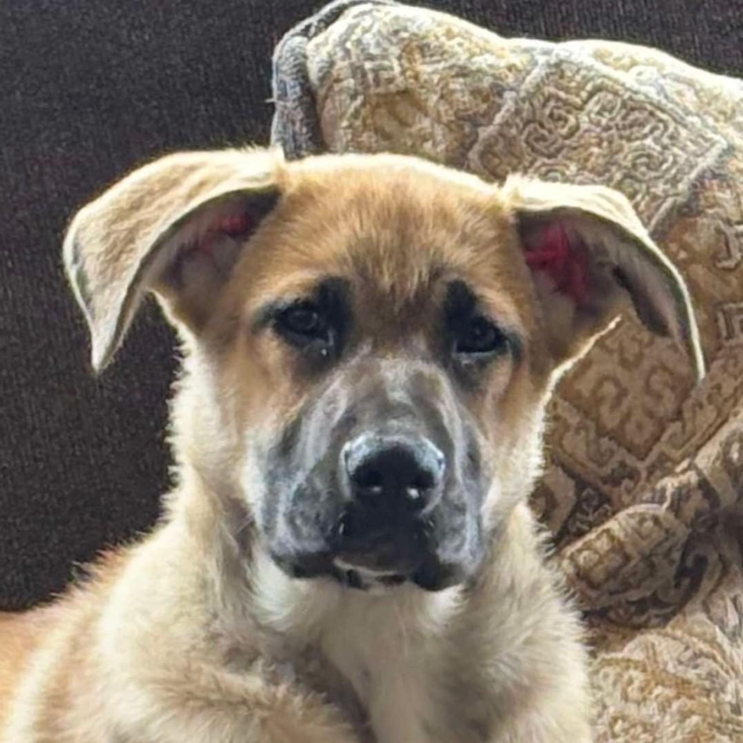 Enlarge PARIS, a Adoptable mixed breed in Bakersfield, CA image 1/1