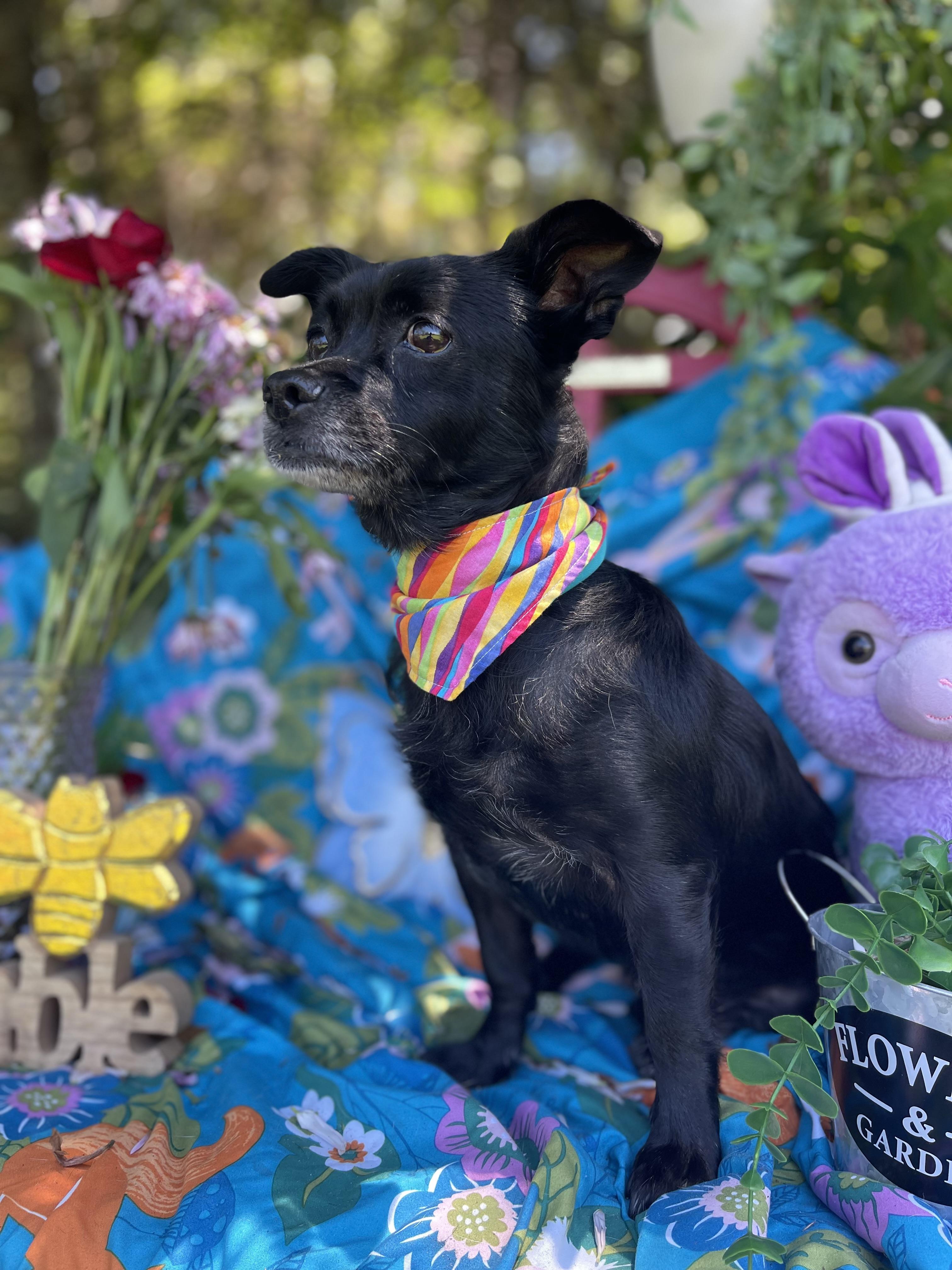 Enlarge Elsa, an adopted mixed breed in Sebring, FL image 4/5