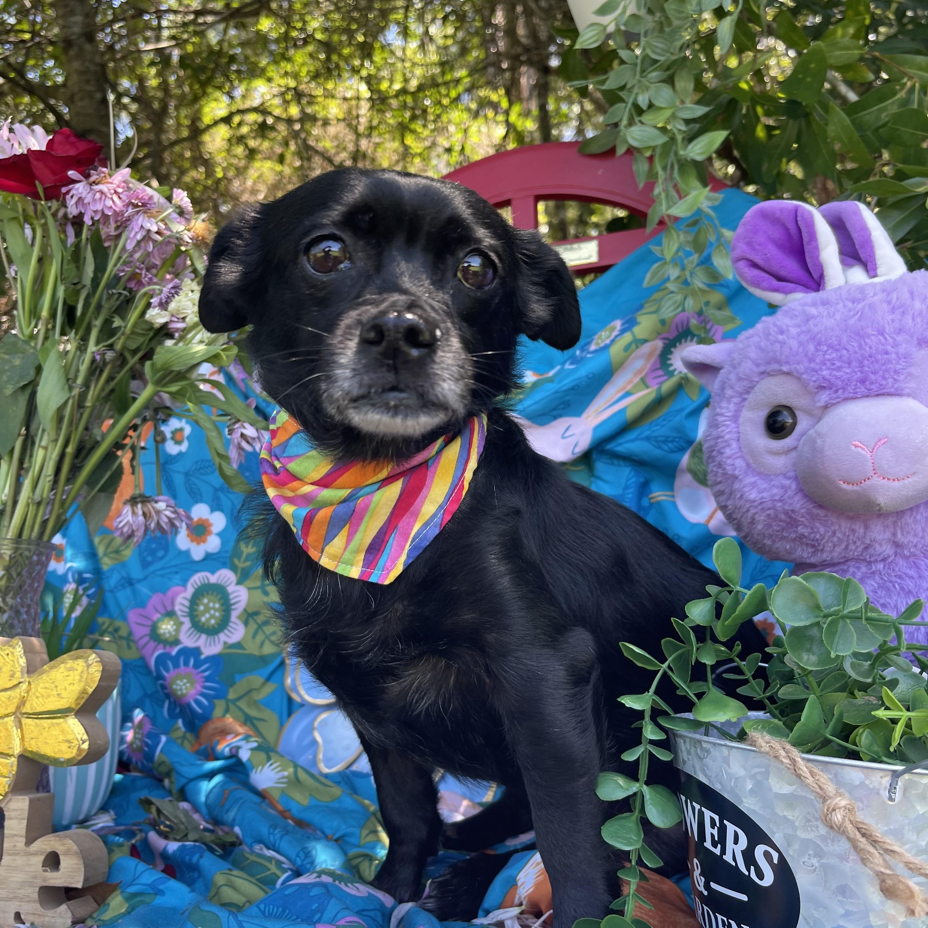 Enlarge Elsa, an adopted mixed breed in Sebring, FL image 5/5