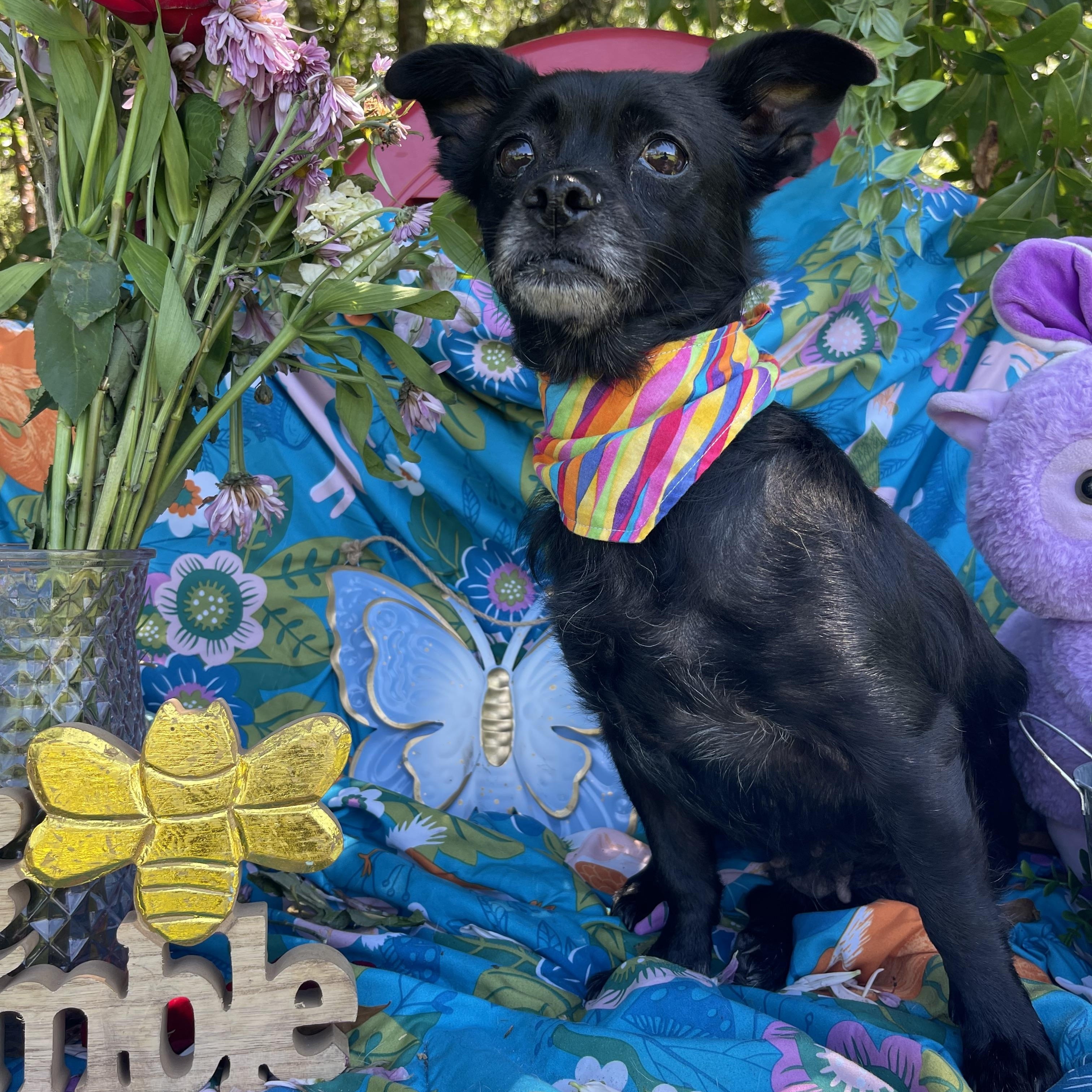 Enlarge Elsa, an adopted mixed breed in Sebring, FL image 2/5