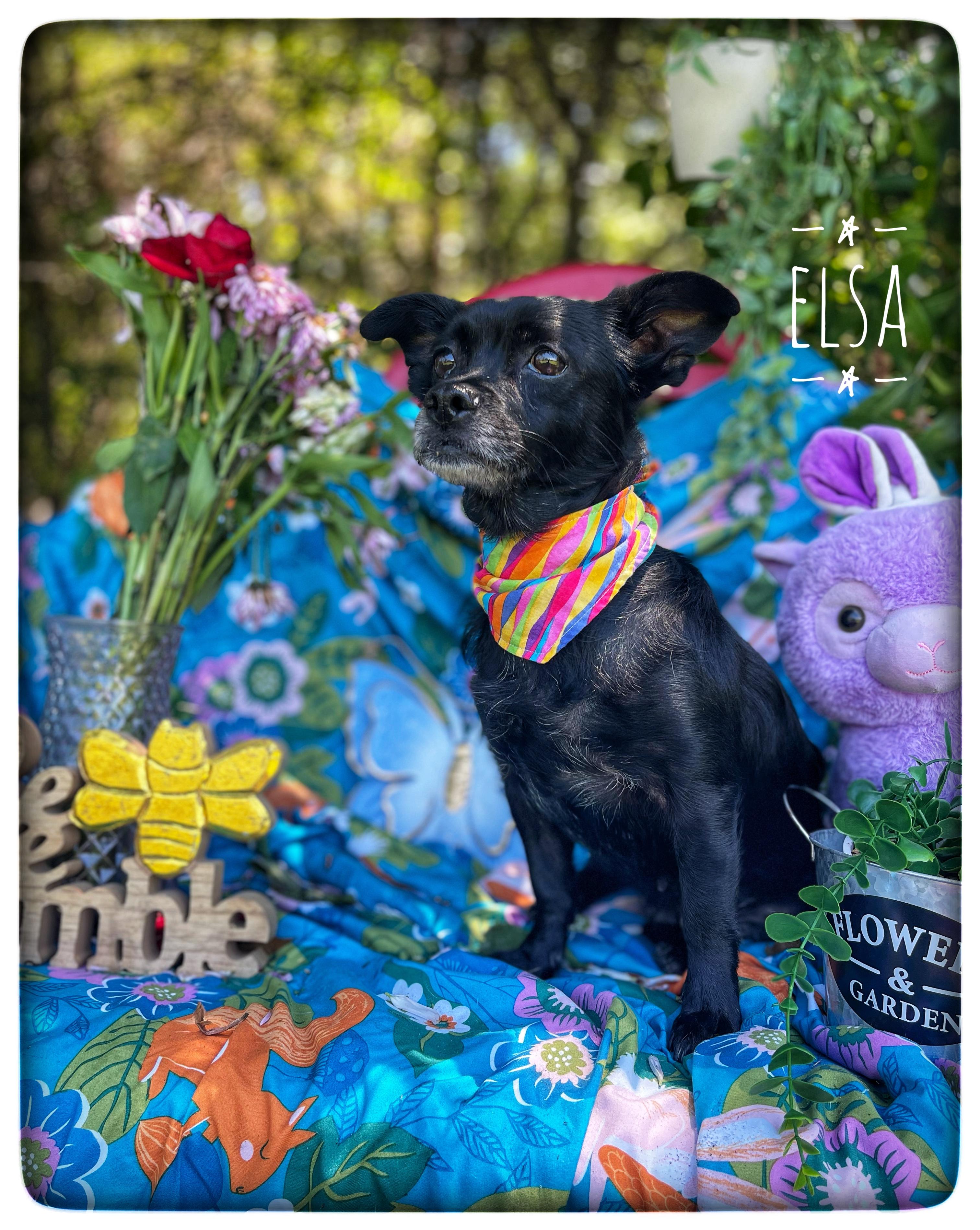 Elsa, adopted, Senior Female Chihuahua.