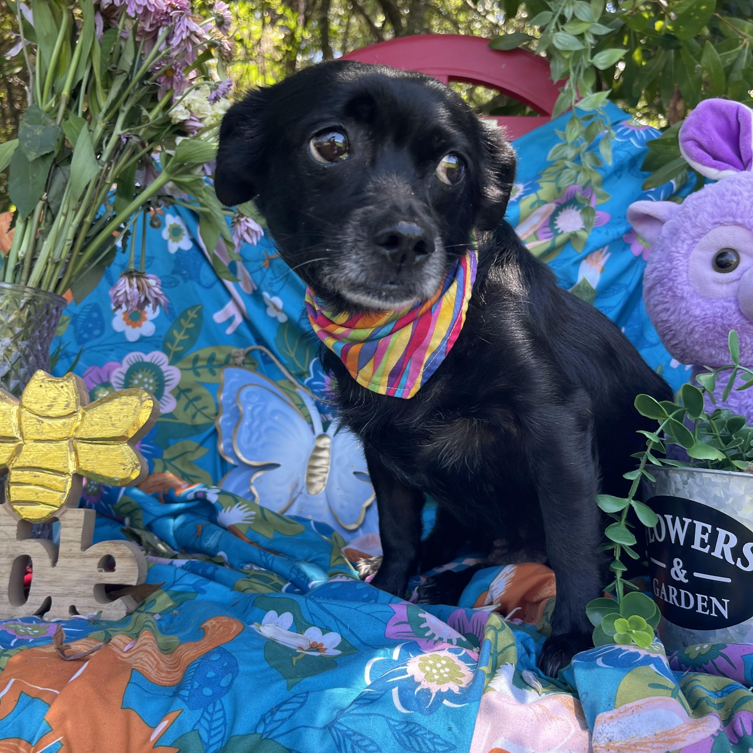 Enlarge Elsa, an adopted mixed breed in Sebring, FL image 3/5