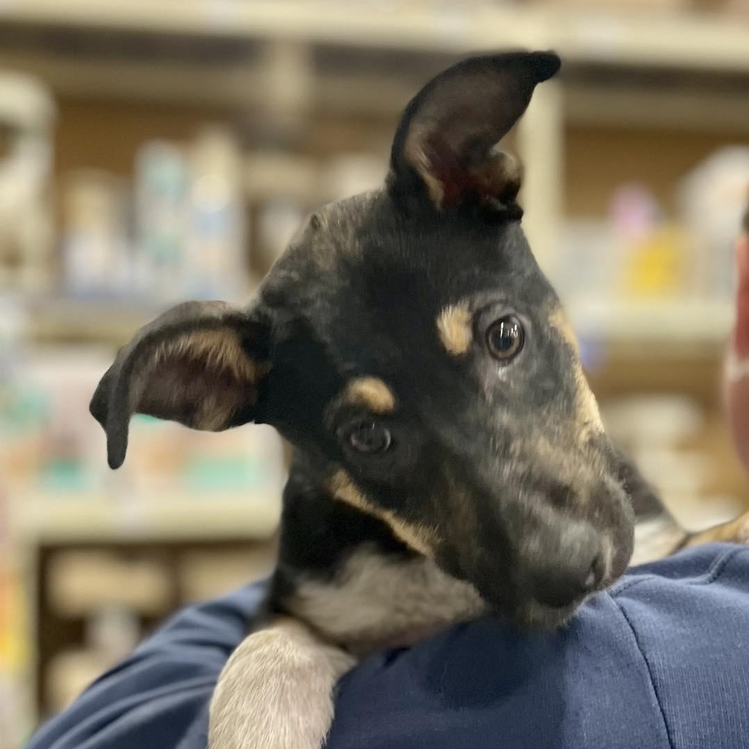 Enlarge Aries, a Adoptable mixed breed in Billings, MT image 1/1