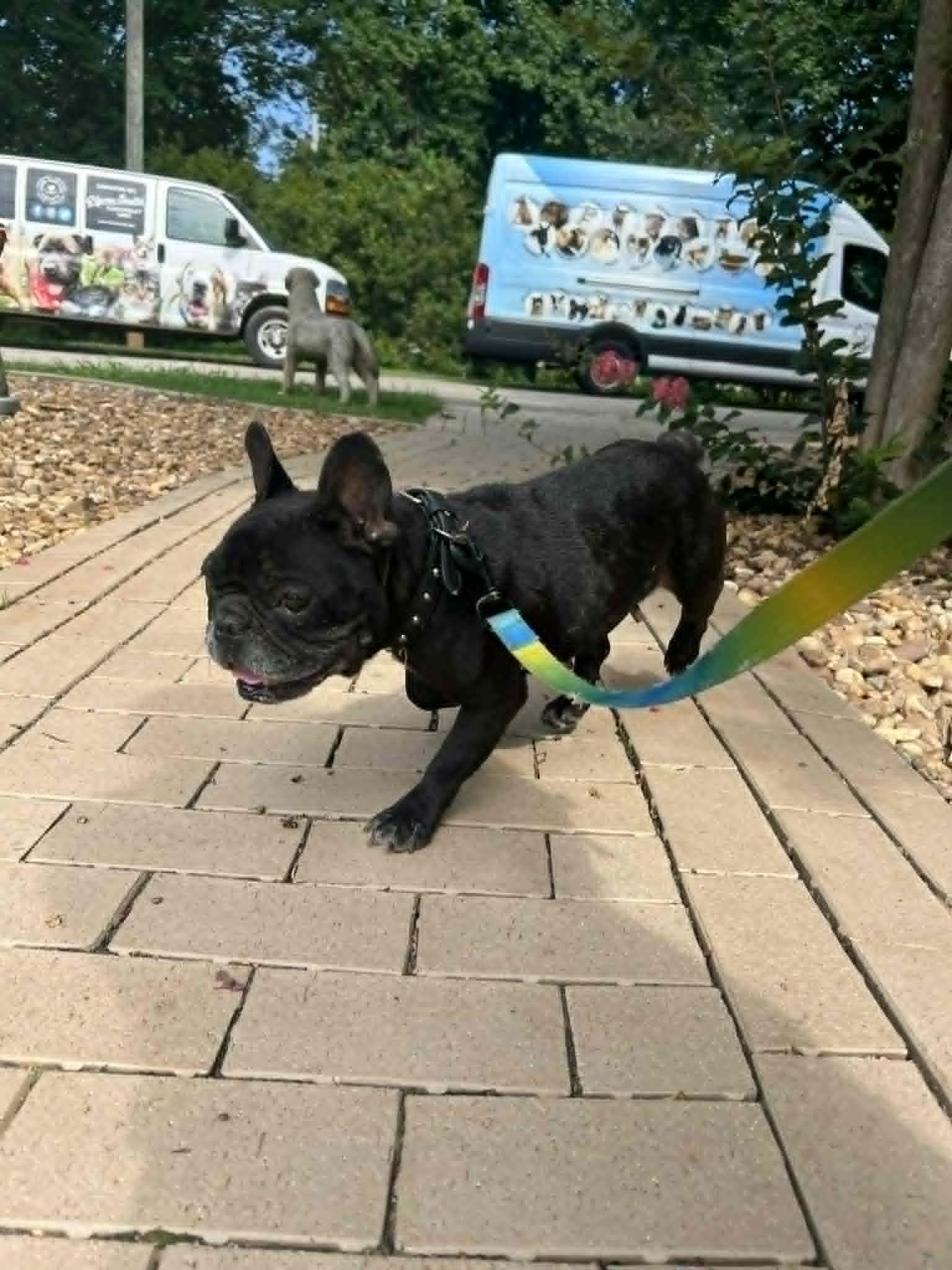ZIGGY, Adoptable, Adult Female French Bulldog.