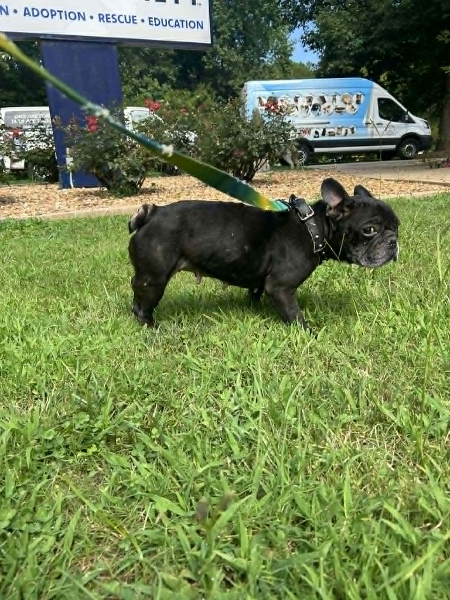Enlarge ZIGGY, a Adoptable French Bulldog in Bradenton, FL image 2/6