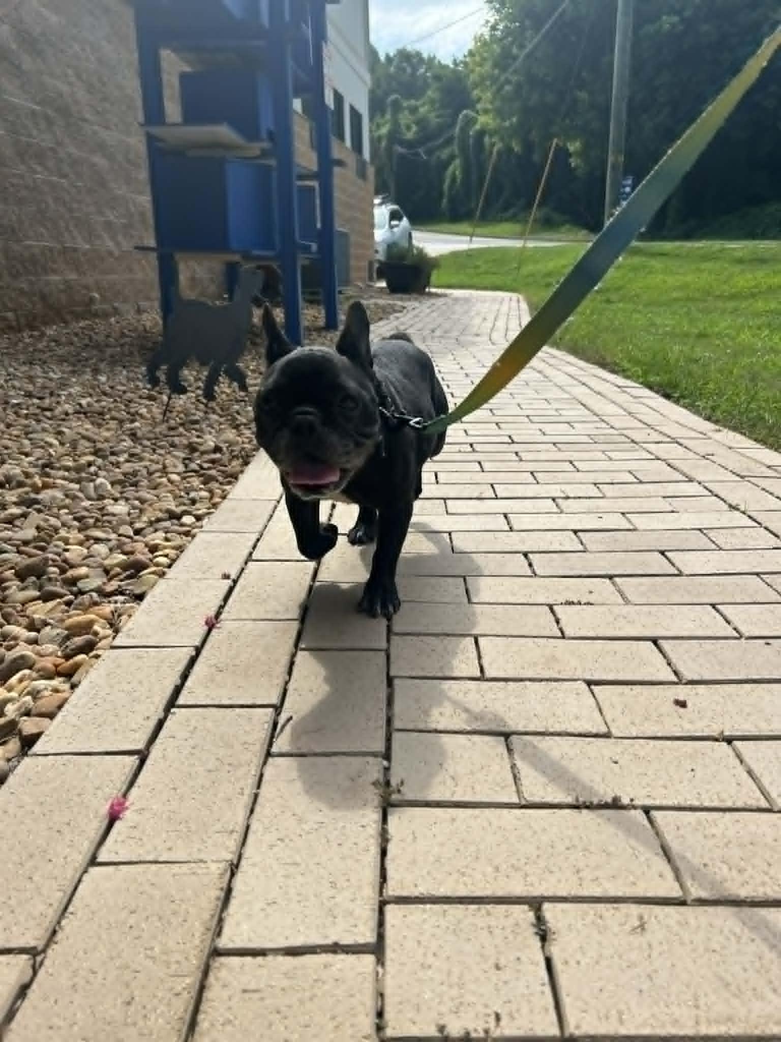 Enlarge ZIGGY, a Adoptable French Bulldog in Bradenton, FL image 3/6