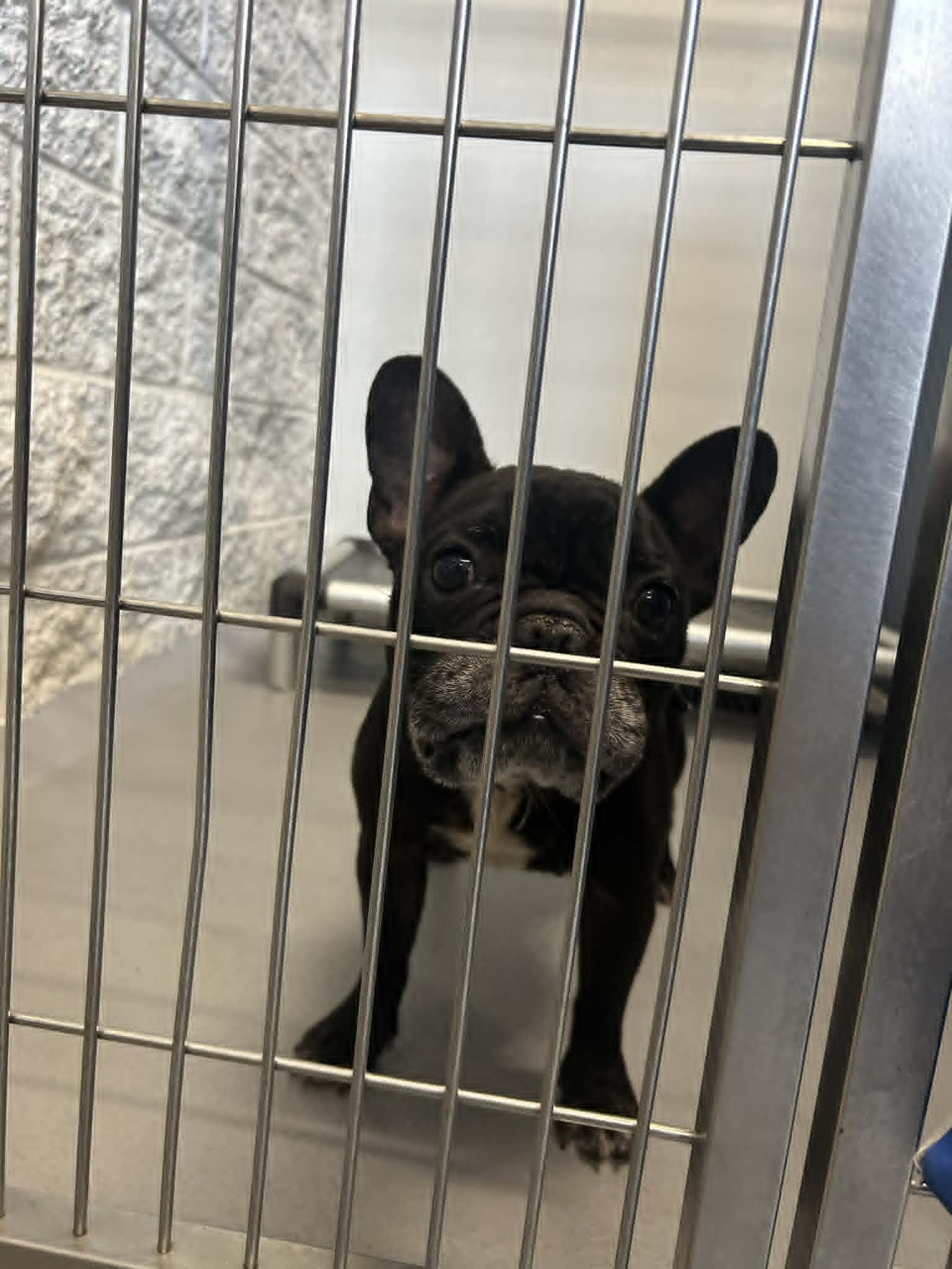 Enlarge ZIGGY, a Adoptable French Bulldog in Bradenton, FL image 4/6