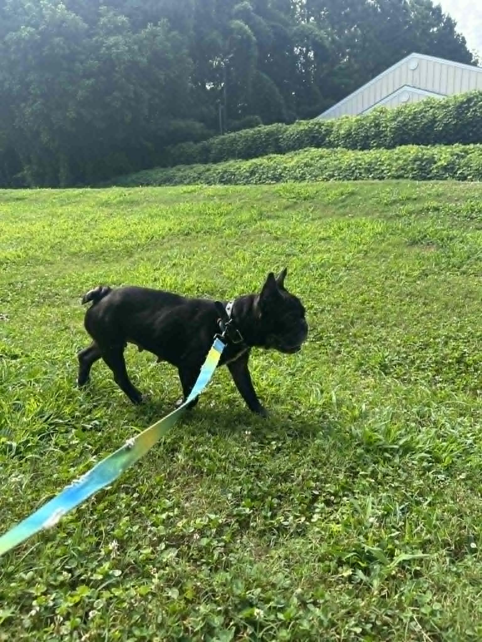 Enlarge ZIGGY, a Adoptable French Bulldog in Bradenton, FL image 5/6