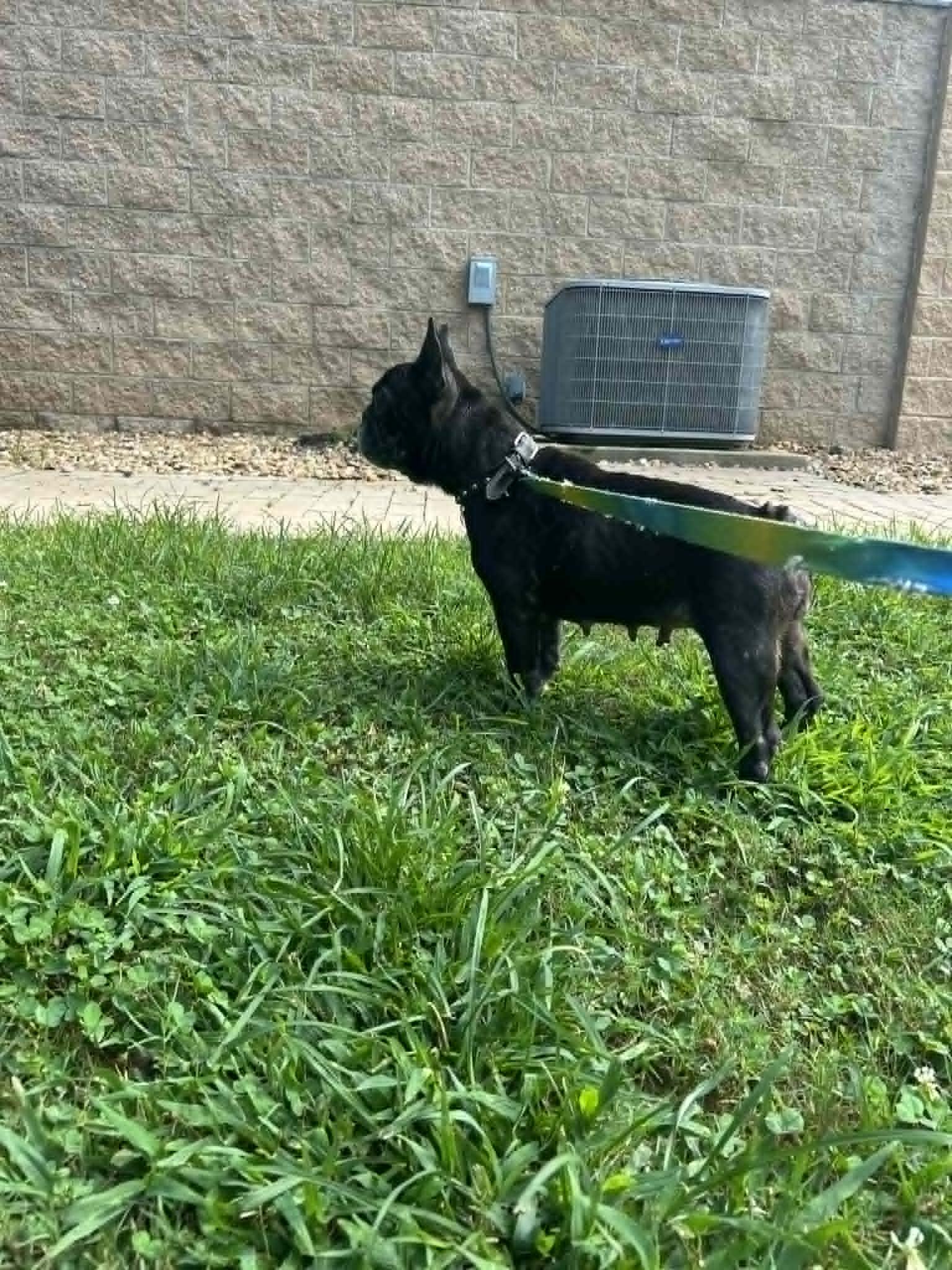 Enlarge ZIGGY, a Adoptable French Bulldog in Bradenton, FL image 6/6