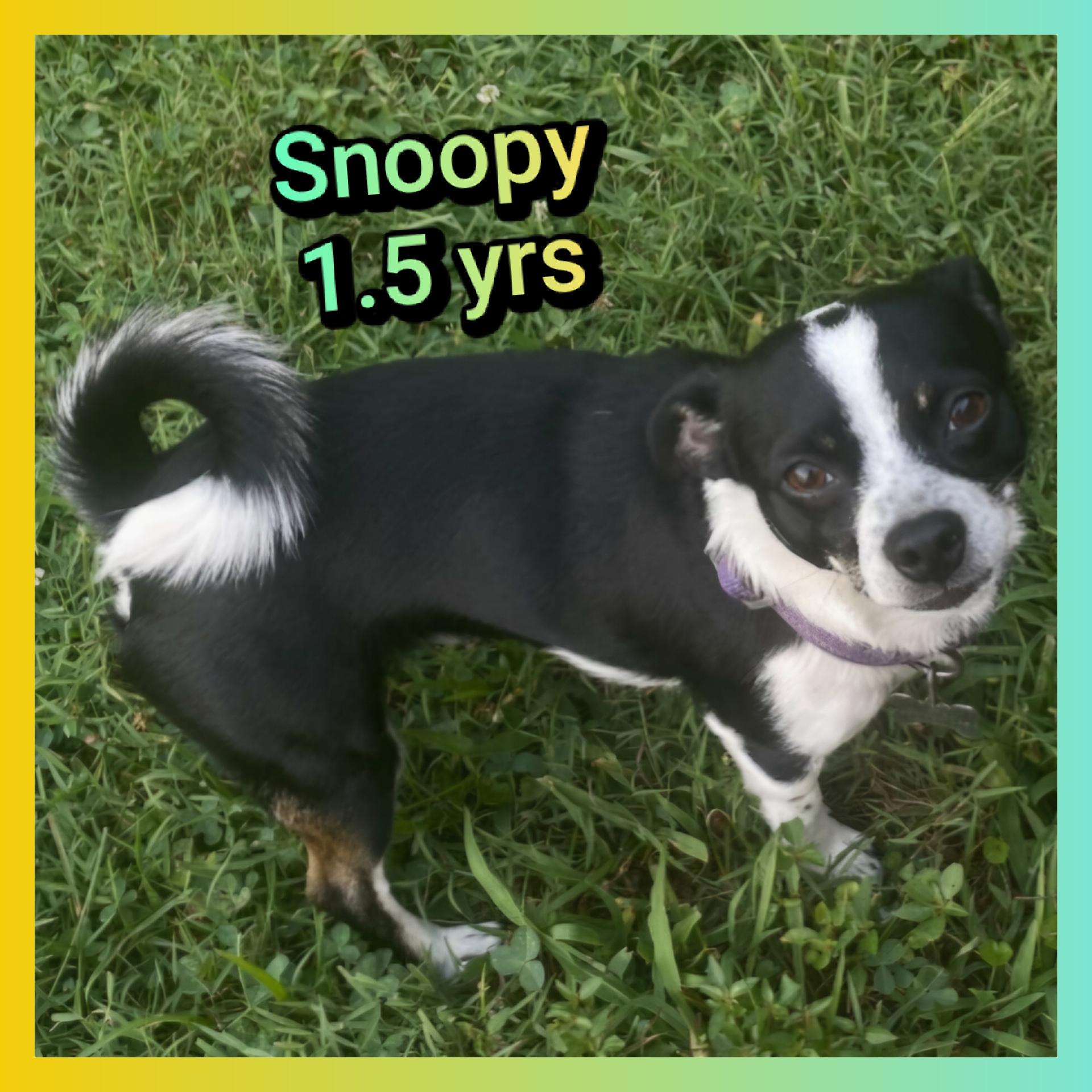 Snoopy, Adopted, Young Male Chihuahua.
