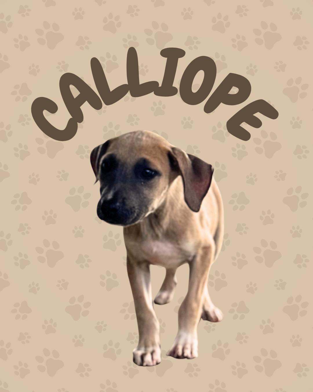 Calliopie, Adoptable, Puppy Female Bulldog.