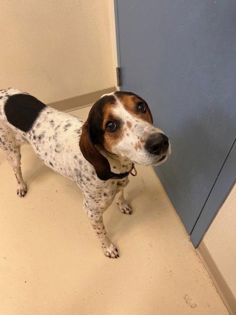 Enlarge Barney, a Adoptable Hound in Webster, WI image 1/3