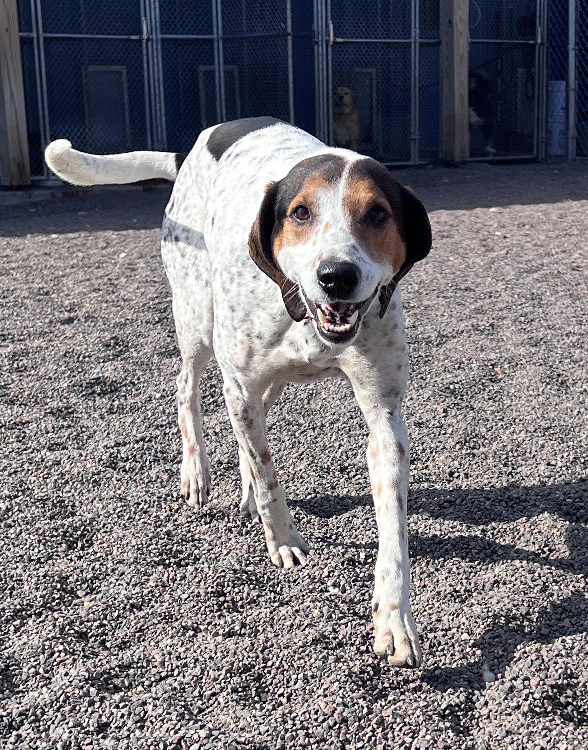 Enlarge Barney, a Adoptable Hound in Webster, WI image 2/3