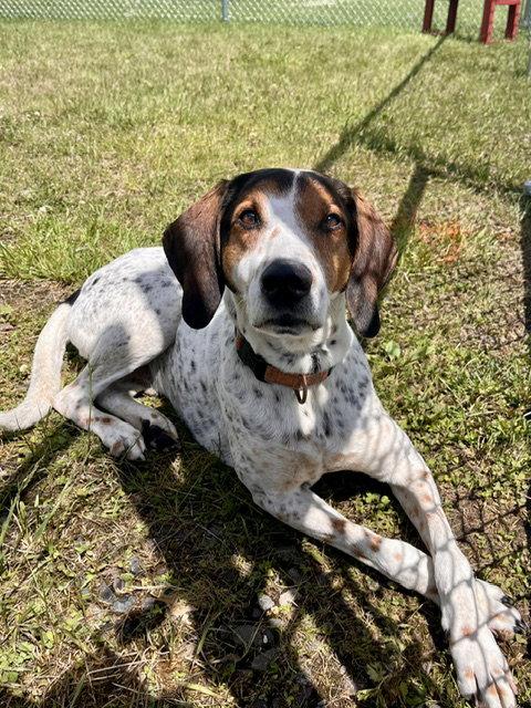 Enlarge Barney, a Adoptable Hound in Webster, WI image 2/3