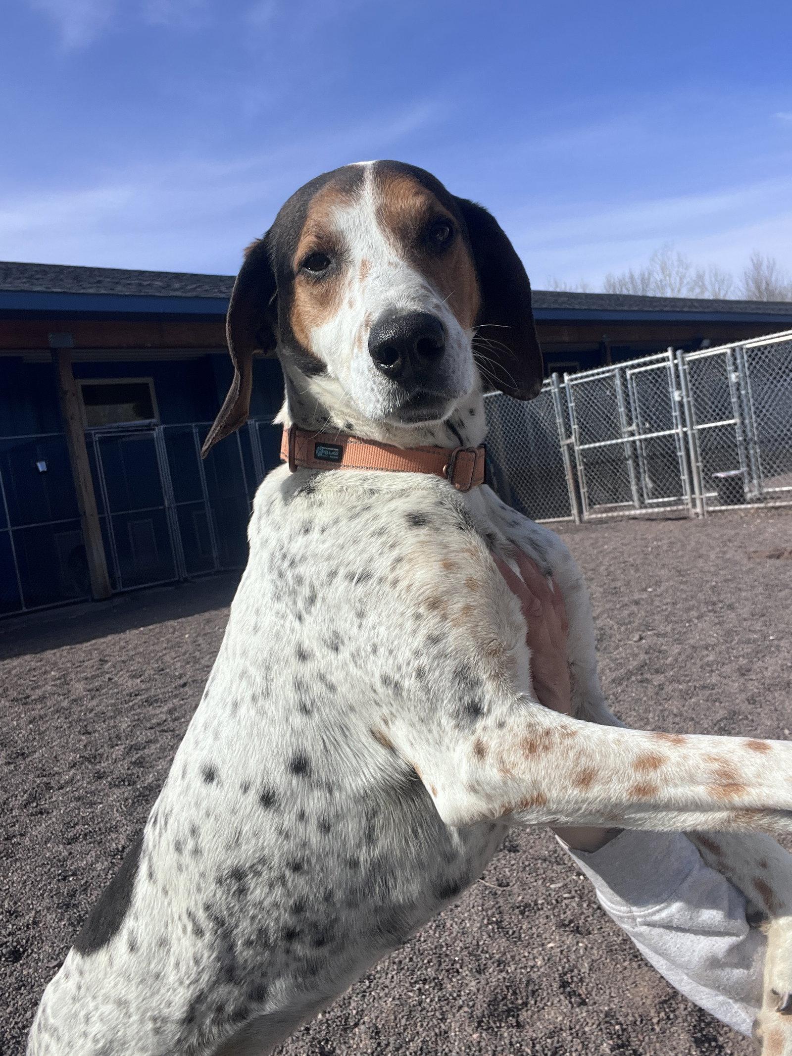 Enlarge Barney, a Adoptable Hound in Webster, WI image 3/3