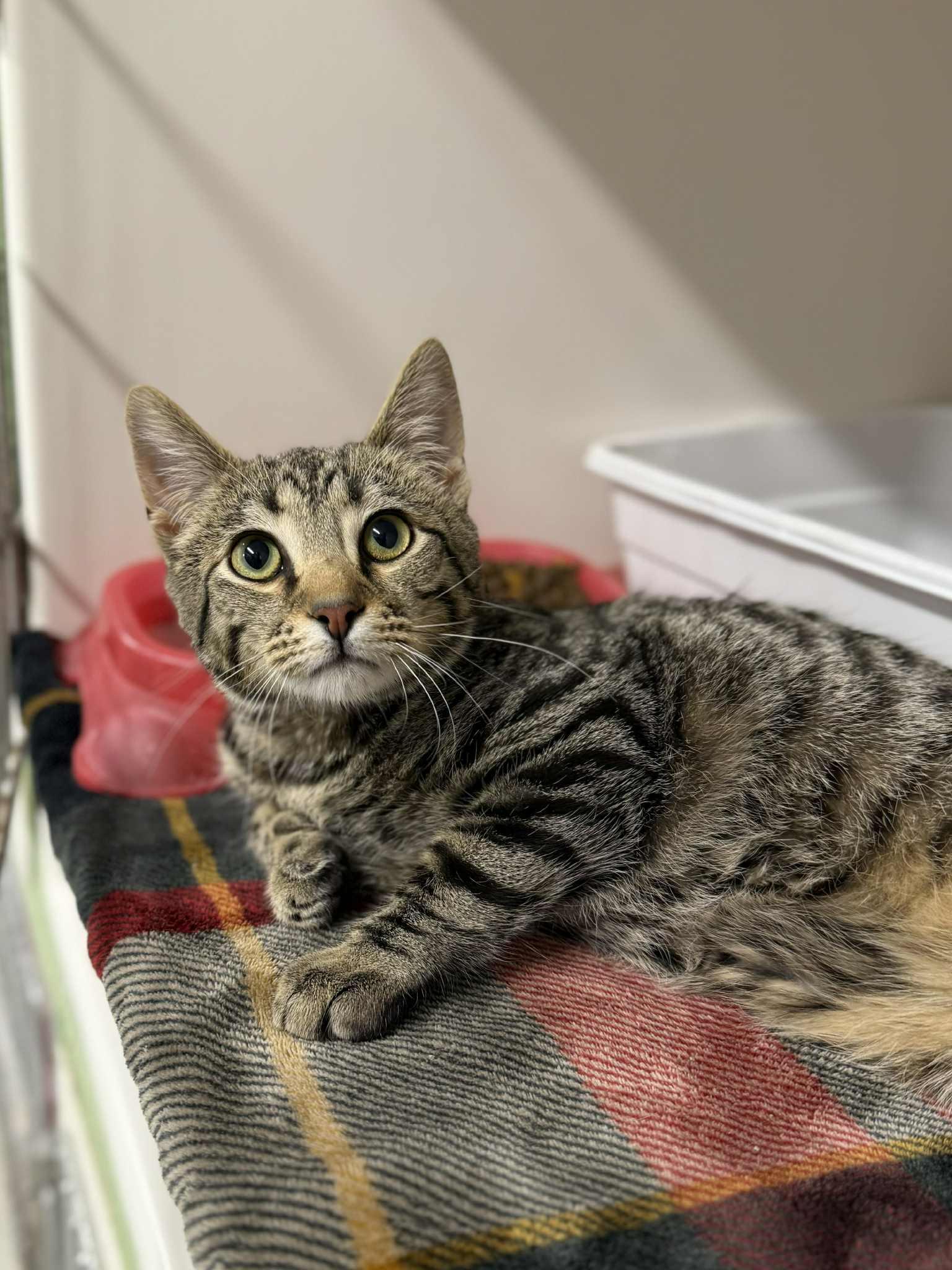 Mewgene ~Partially Sponsored! 2