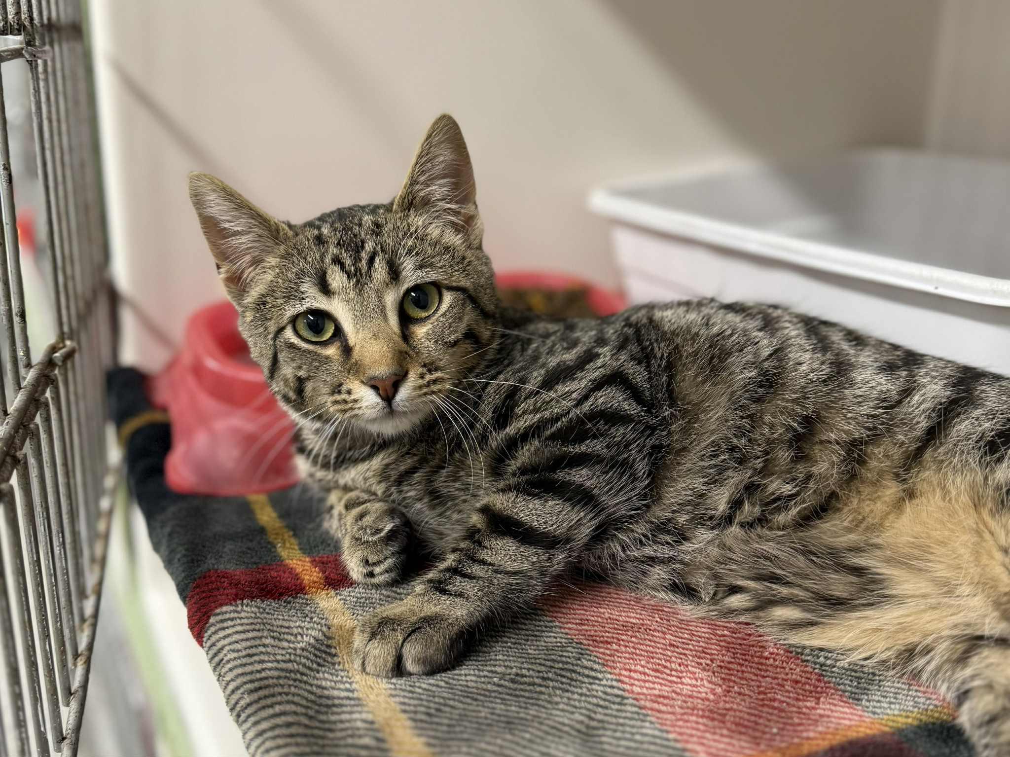 Mewgene ~Partially Sponsored! 1