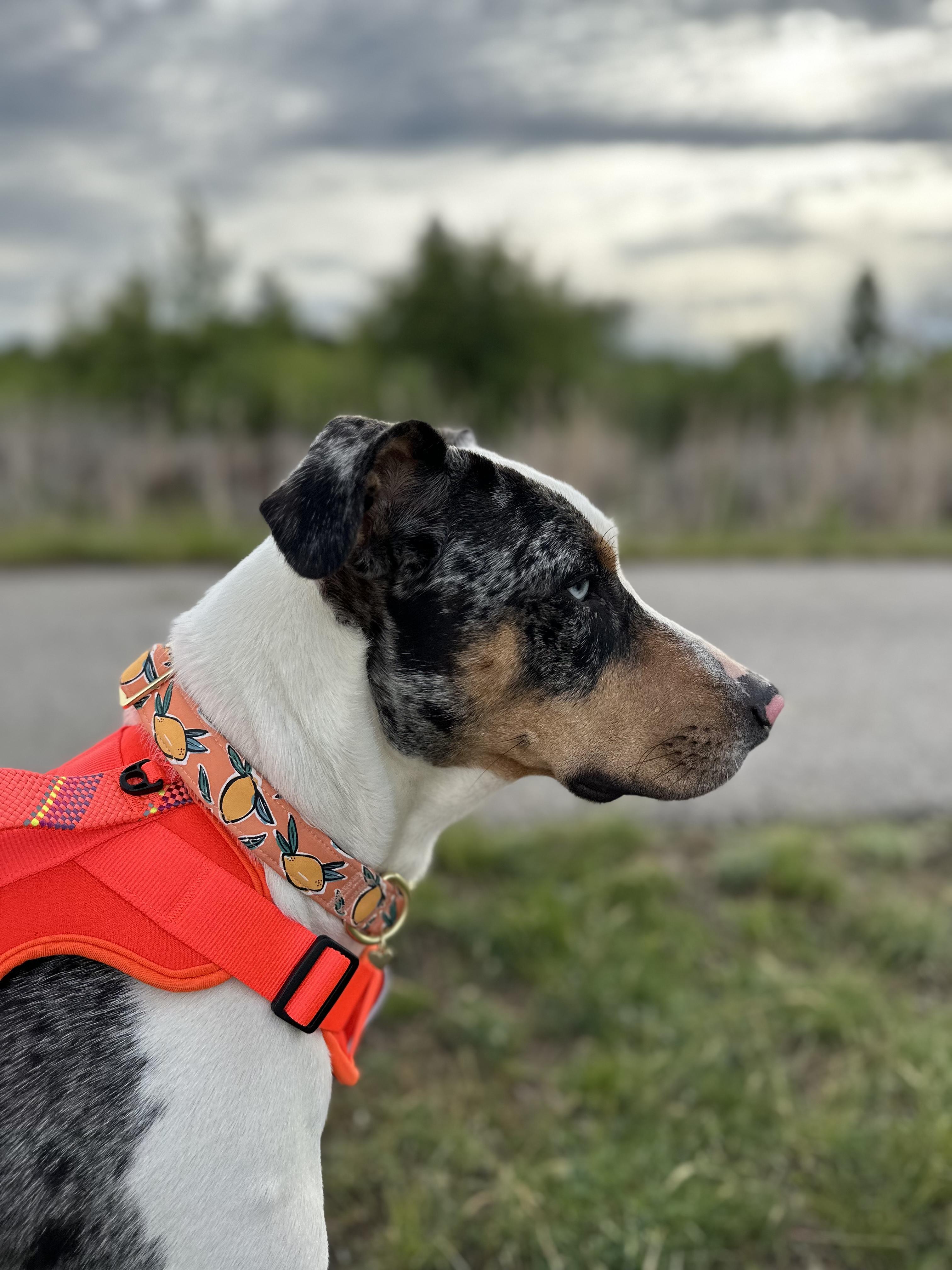 Enlarge Penny, a Adoptable Catahoula Leopard Dog in Boise, ID image 5/5