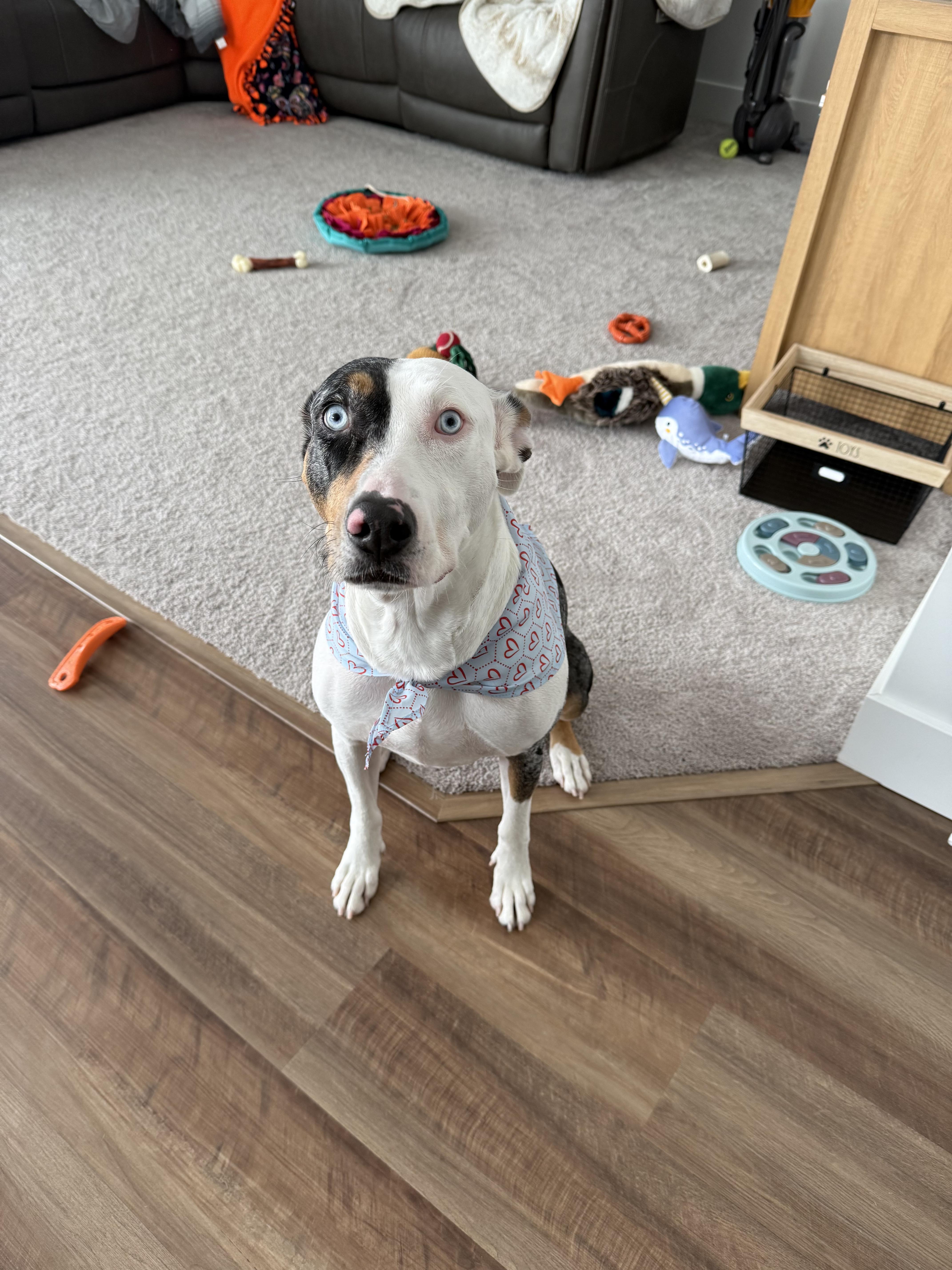 Enlarge Penny, a Adoptable Catahoula Leopard Dog in Boise, ID image 3/5