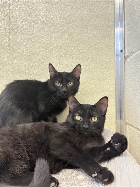 Enlarge LEXI, a Adoptable Domestic Short Hair in Toronto, ON image 1/1