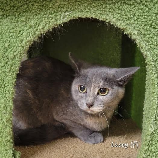 Enlarge Lacey, a ADOPTABLE Dilute Calico in Mazon, IL image 1/1