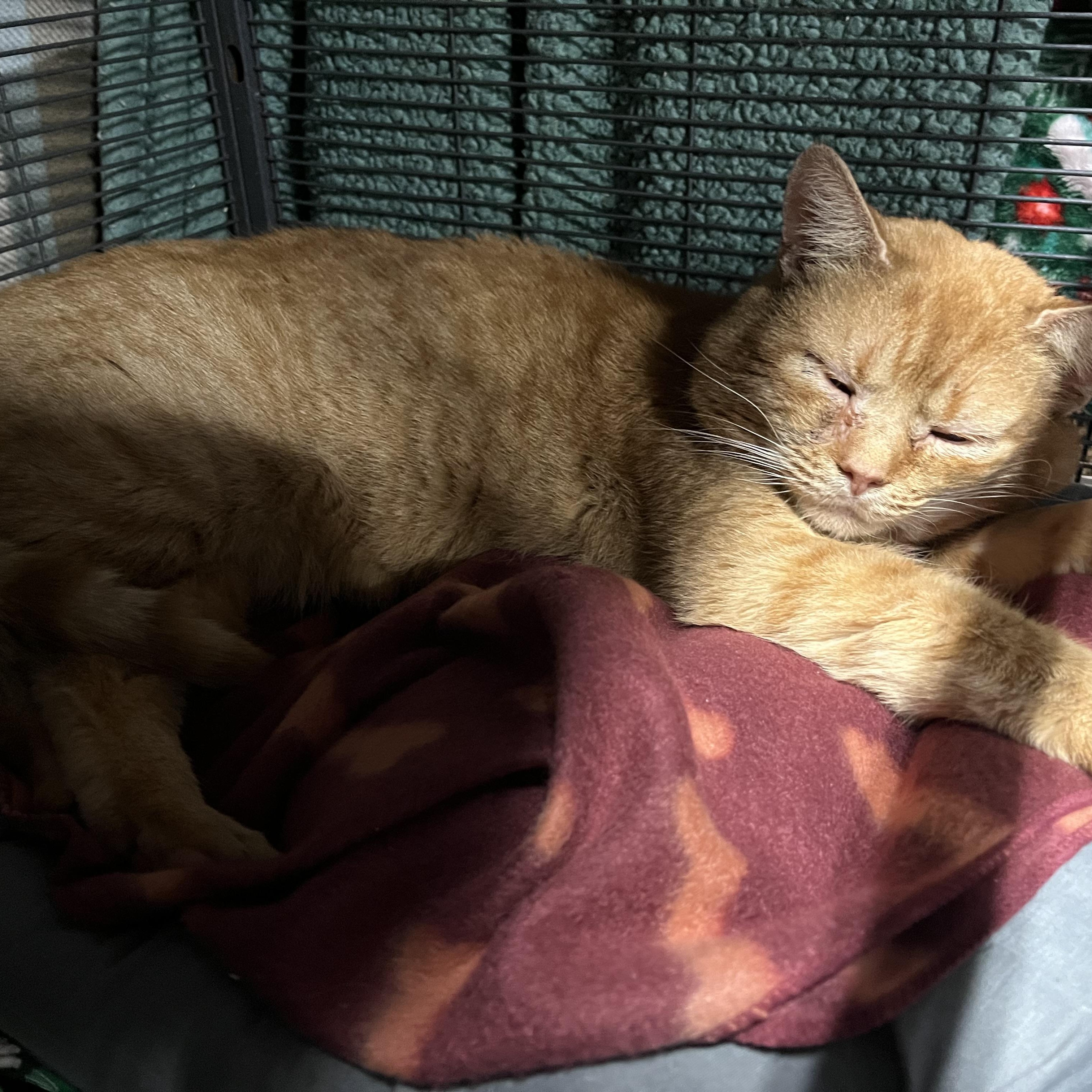 Tommy (FIV+), Adoptable, Adult Male Domestic Short Hair.
