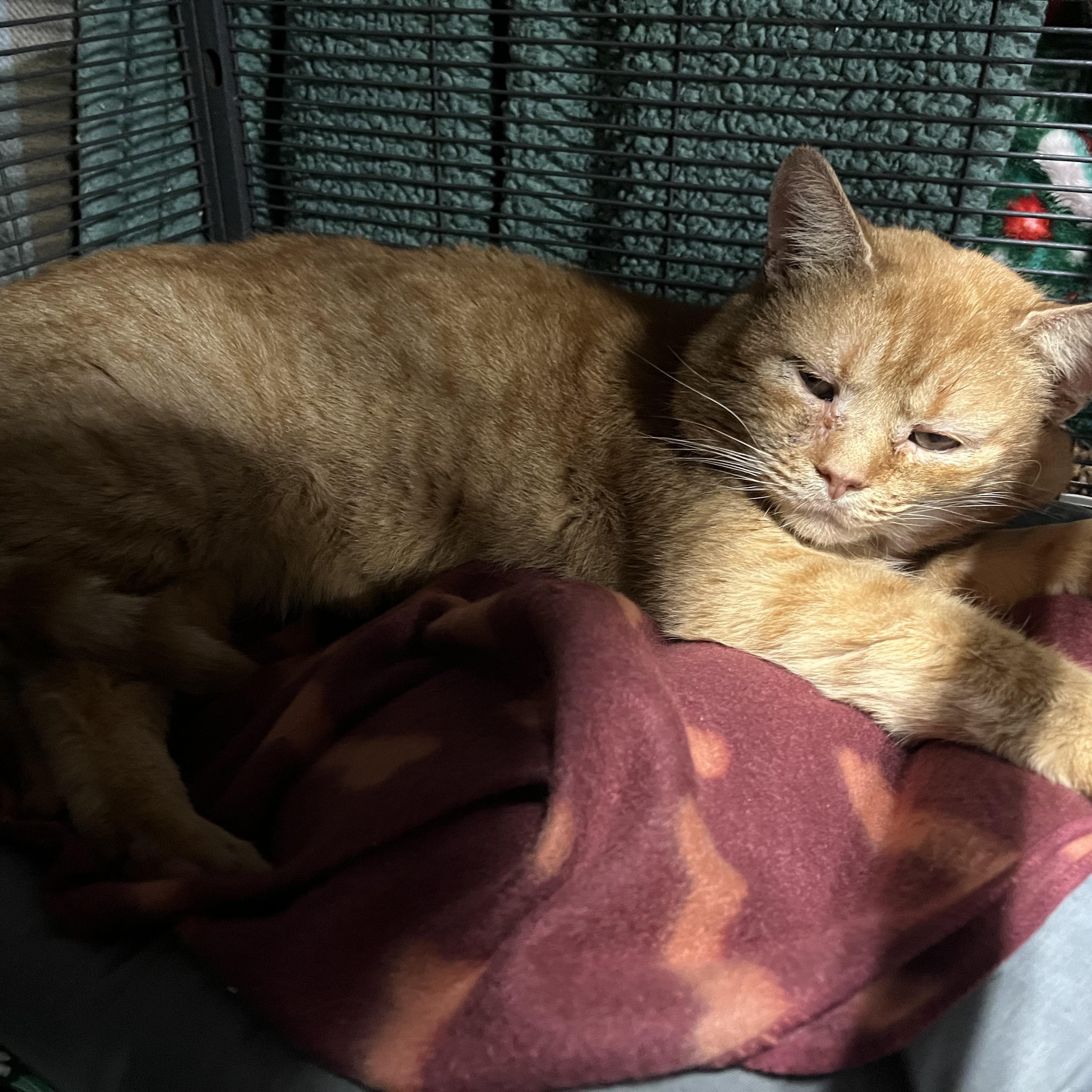 Enlarge Tommy (FIV+), a Adoptable Domestic Short Hair in Cortland, NY image 2/2