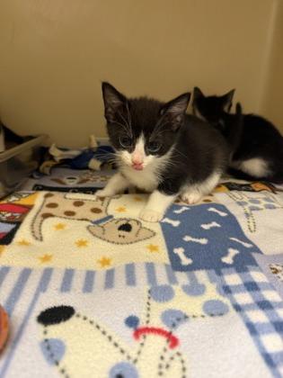 Augustus Who, Adoptable, Kitten Male Domestic Short Hair & Domestic Short Hair.